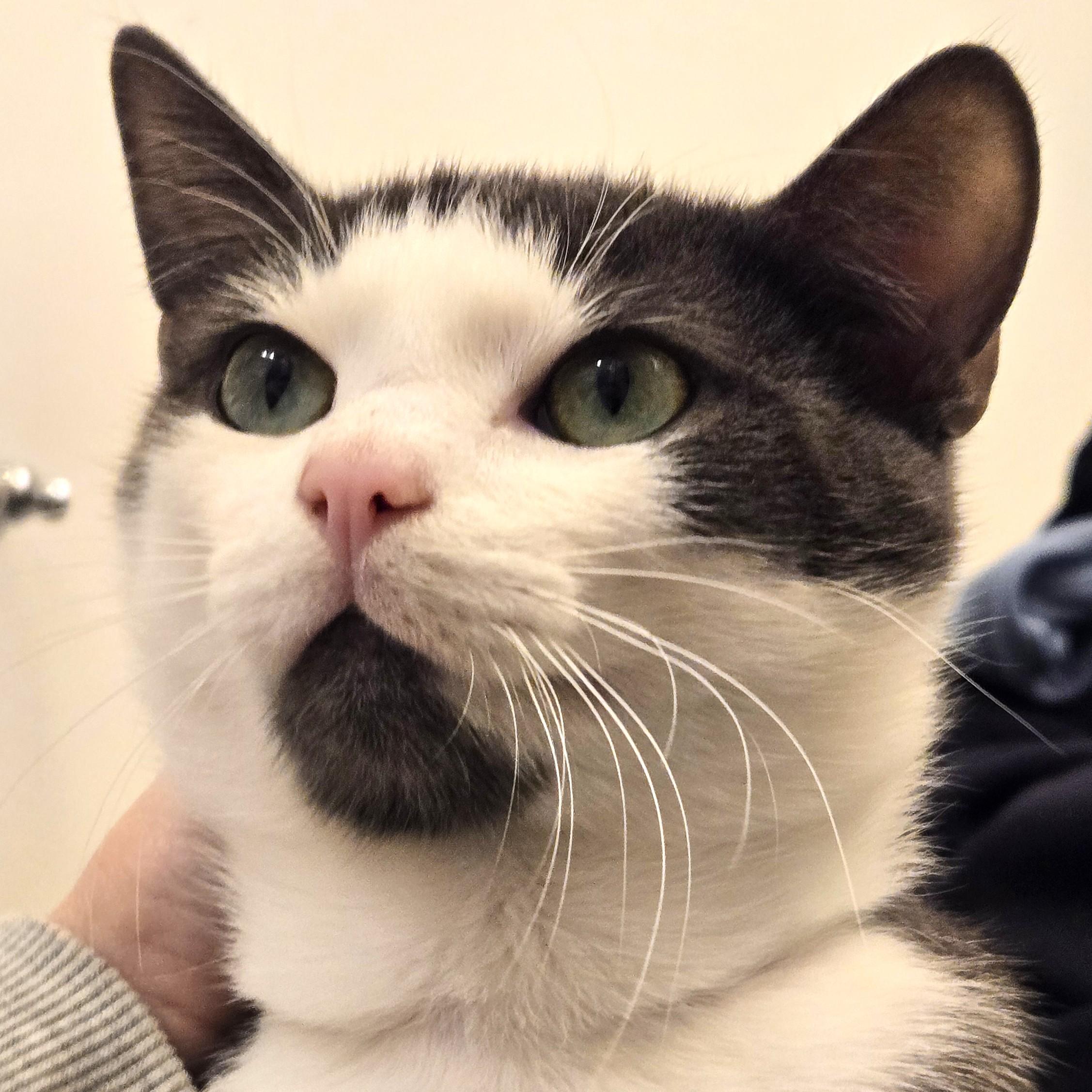 Wayne, adopted, Kitten Male Domestic Short Hair.