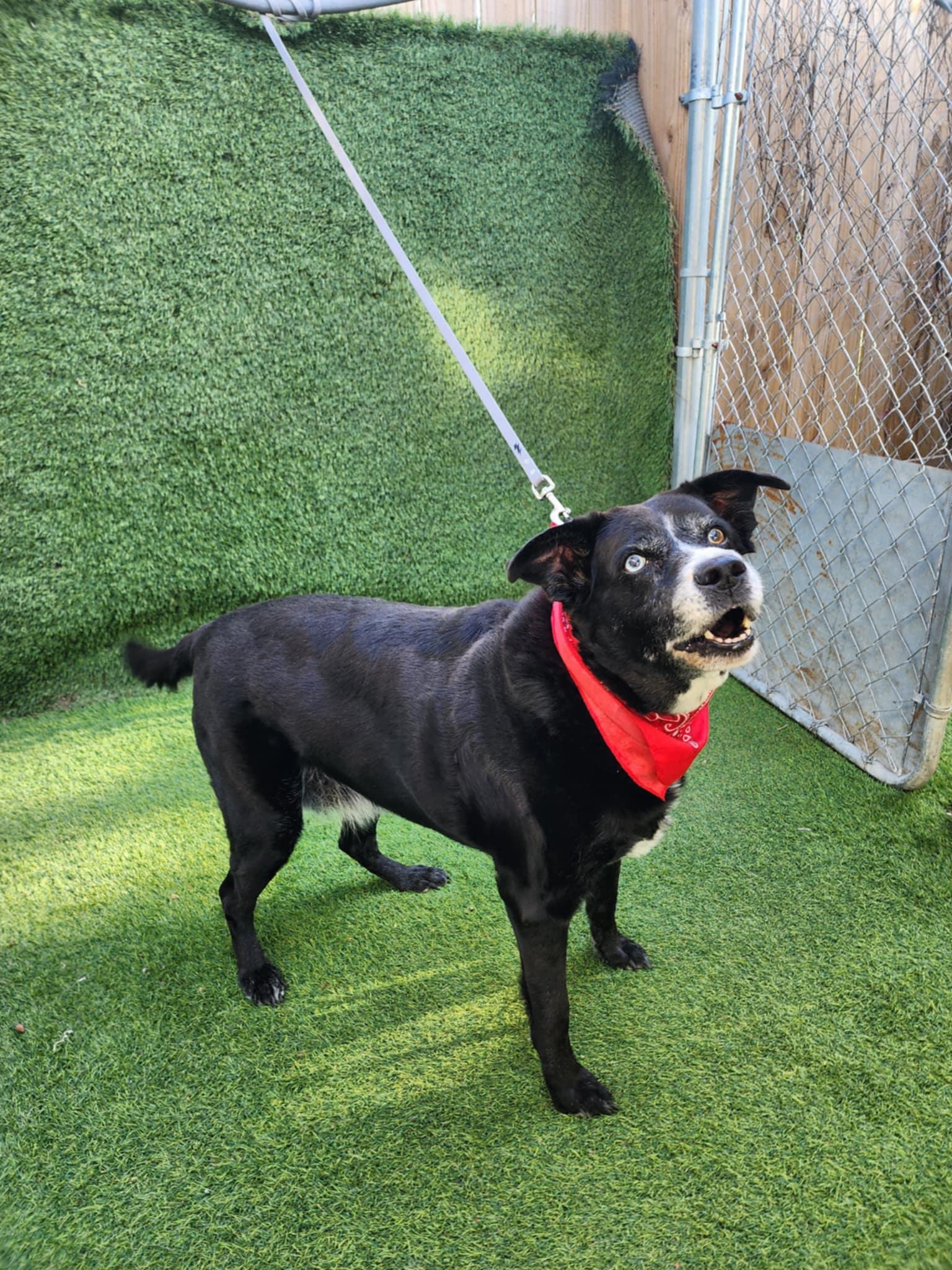 Raven — thumbnail 3