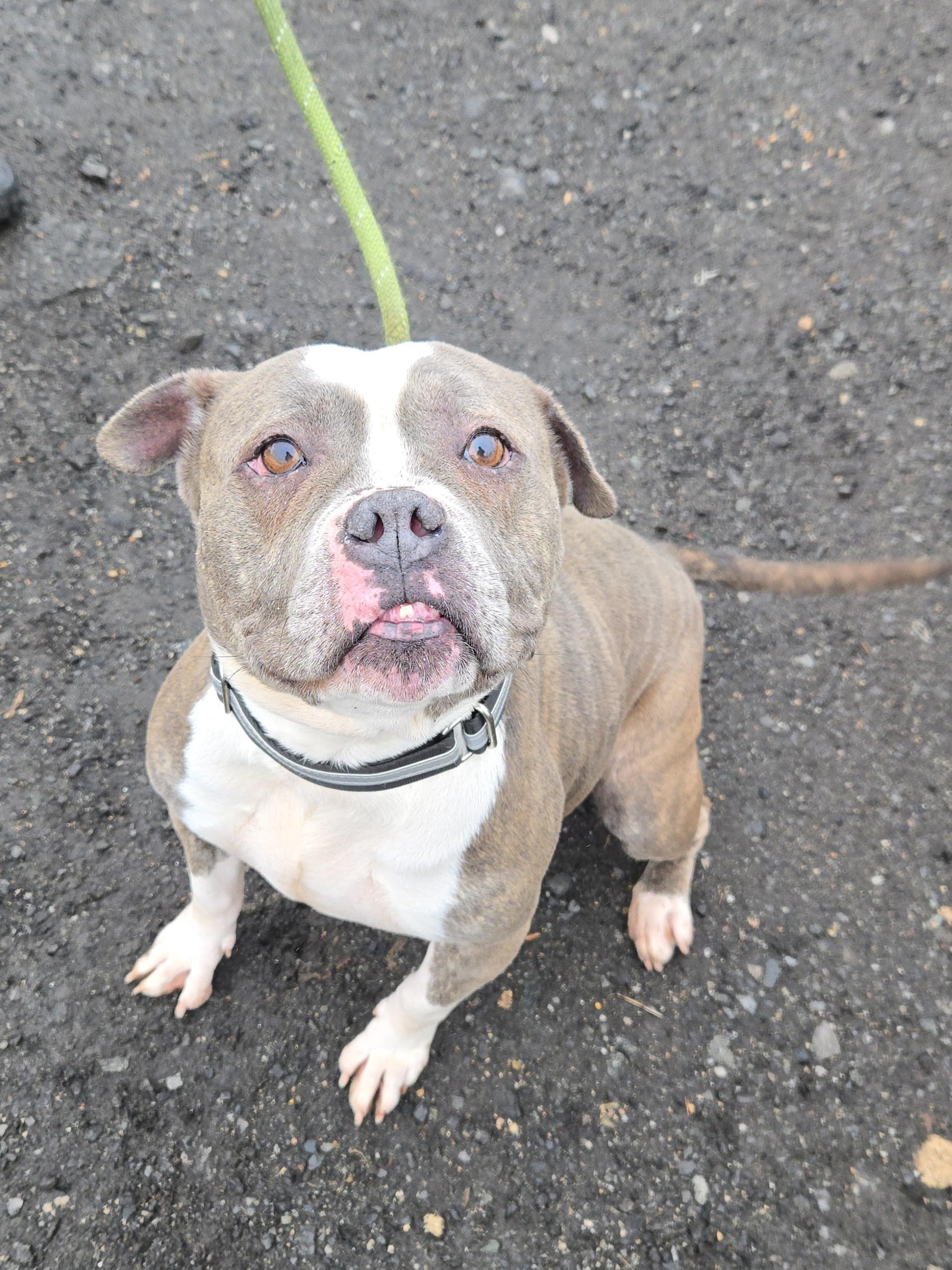Enlarge Violety, a ADOPTABLE Pit Bull Terrier in Trenton, NJ image 2/2