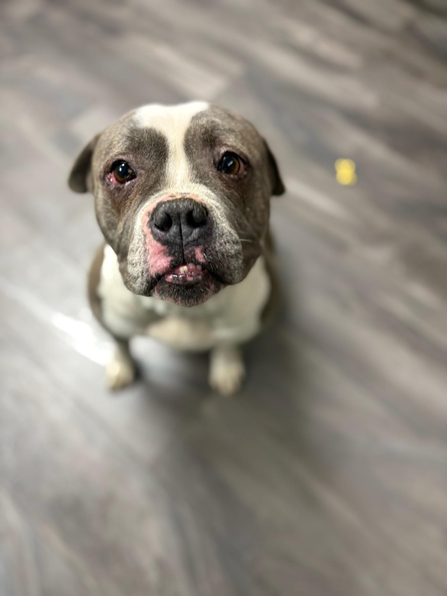 Violety, ADOPTABLE, Young Female Pit Bull Terrier.