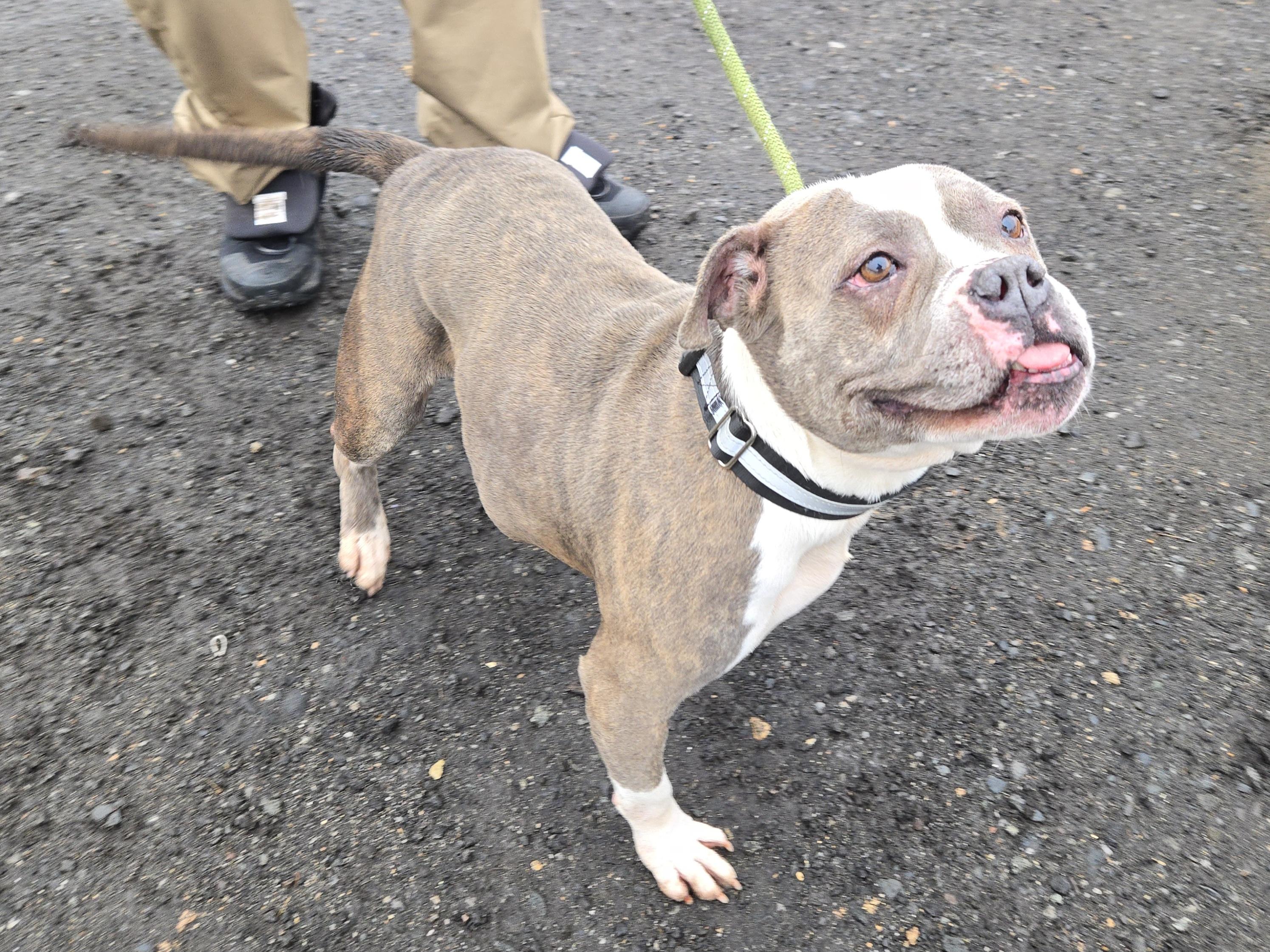 Enlarge Violety, a ADOPTABLE Pit Bull Terrier in Trenton, NJ image 1/2
