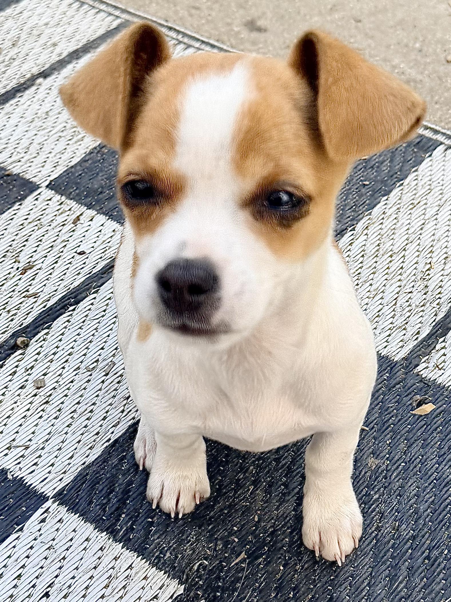 Zoey, ADOPTABLE, Puppy Female Jack Russell Terrier.