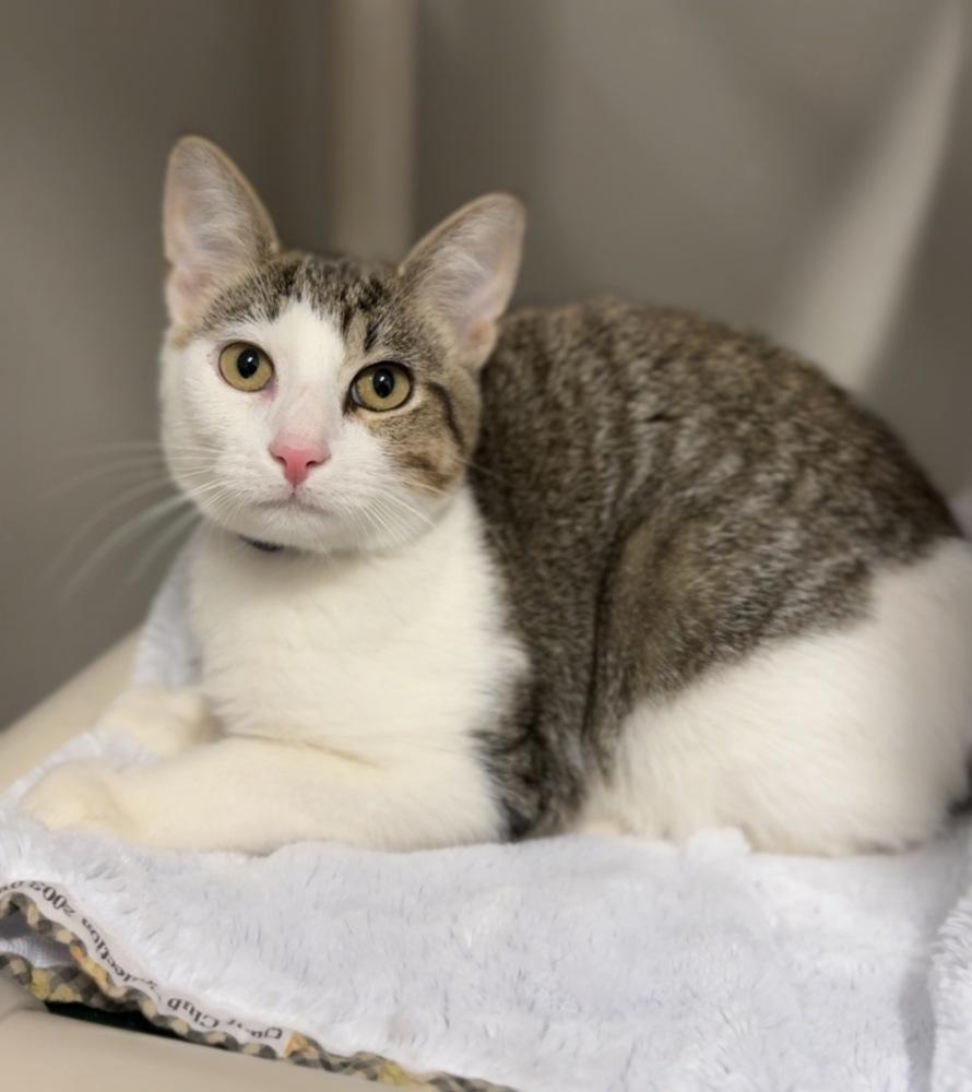 Enlarge Milo, a Adoptable mixed breed in Bemidji, MN image 1/1