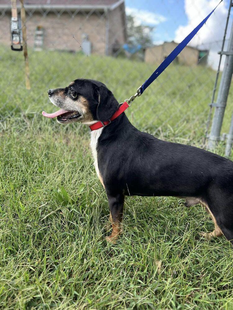 Sinny, Adoptable, Adult Male Beagle & Hound.