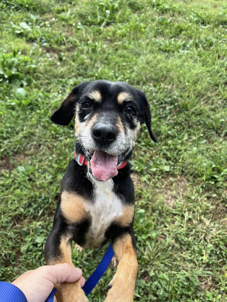 Enlarge Sinny, a Adoptable mixed breed in Waterloo, IL image 3/5