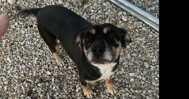 Enlarge Sinny, a Adoptable mixed breed in Waterloo, IL image 4/5