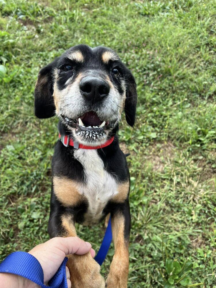 Enlarge Sinny, a Adoptable mixed breed in Waterloo, IL image 5/5