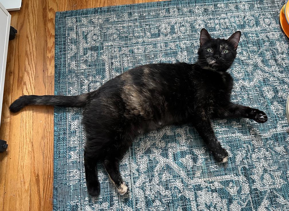 Enlarge Eden, a Adoptable Domestic Short Hair in Rochester, NY image 3/6