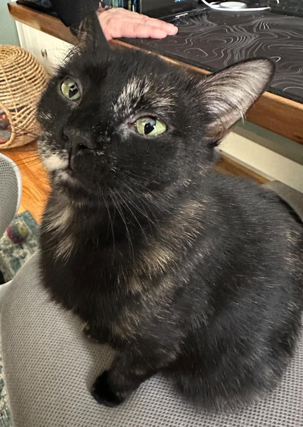 Enlarge Eden, a Adoptable Domestic Short Hair in Rochester, NY image 4/6