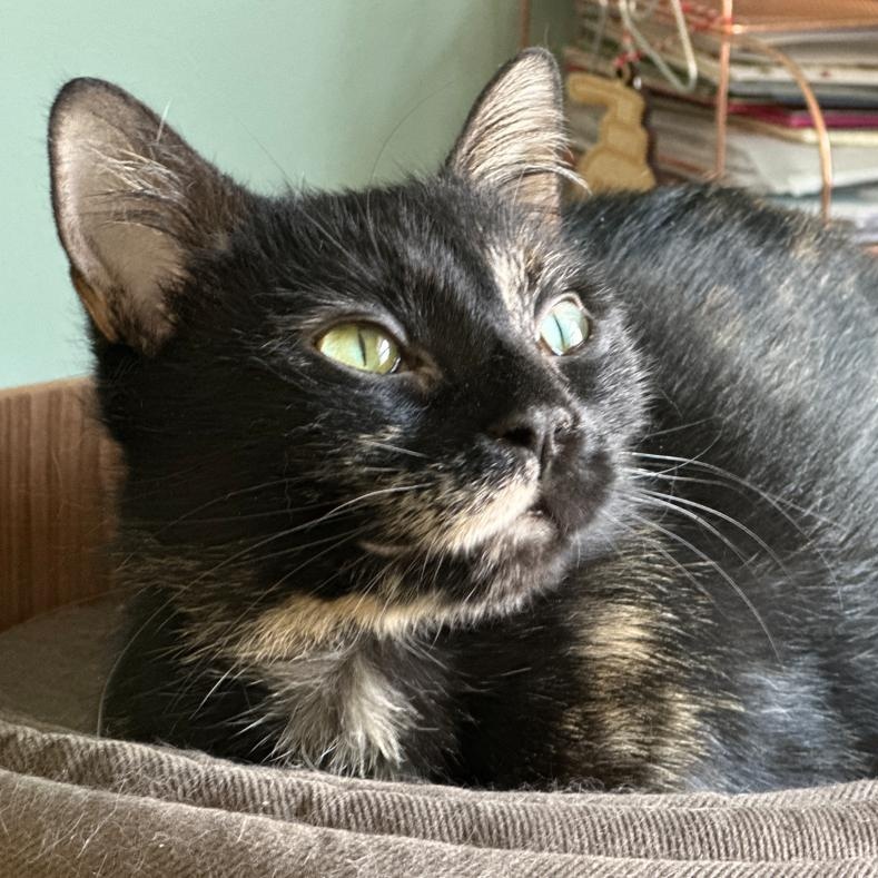 Enlarge Eden, a Adoptable Domestic Short Hair in Rochester, NY image 2/6