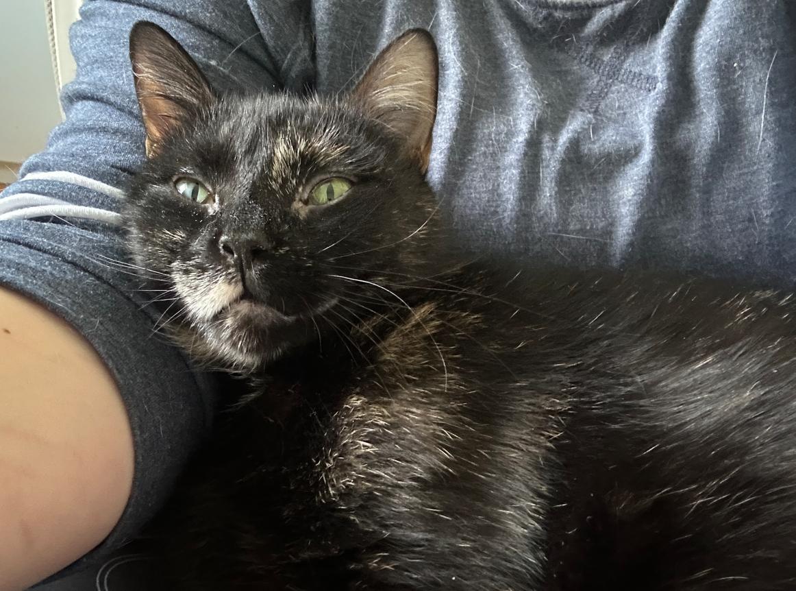 Enlarge Eden, a Adoptable Domestic Short Hair in Rochester, NY image 5/6