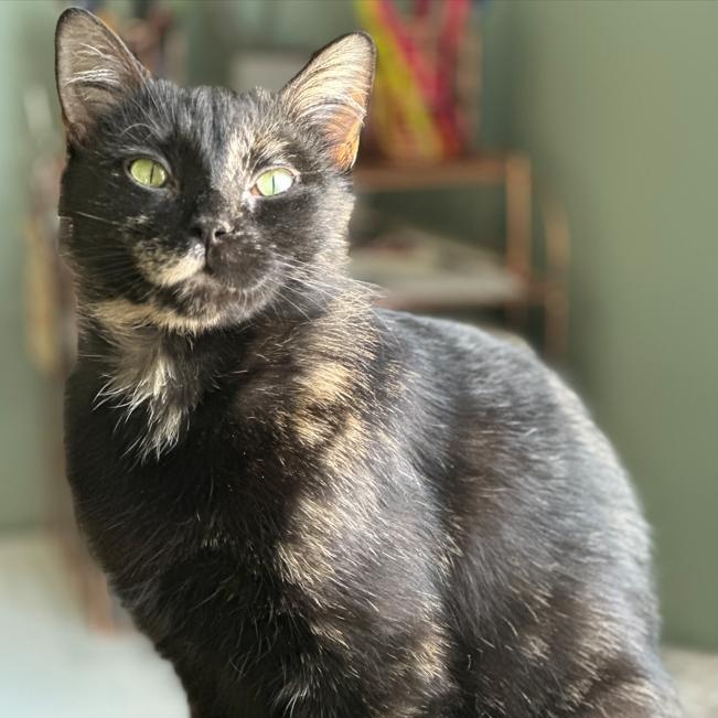Eden, Adoptable, Young Female Domestic Short Hair.