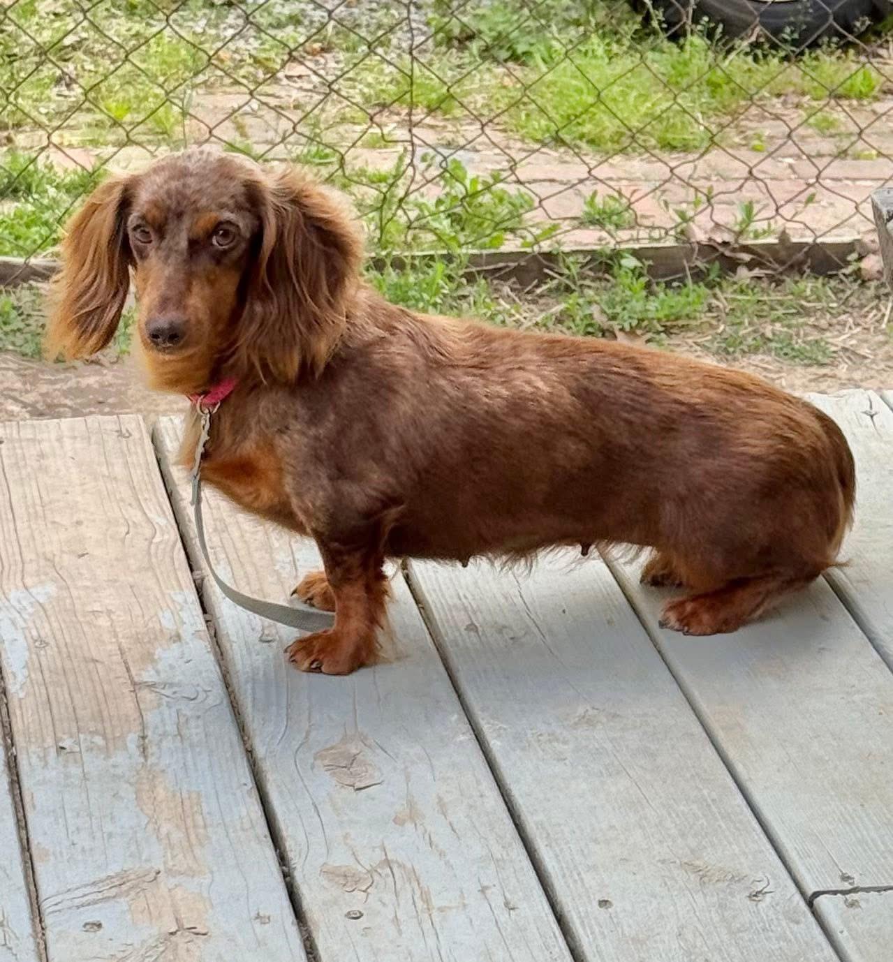 Nora, Adoptable, Adult Female Dachshund.
