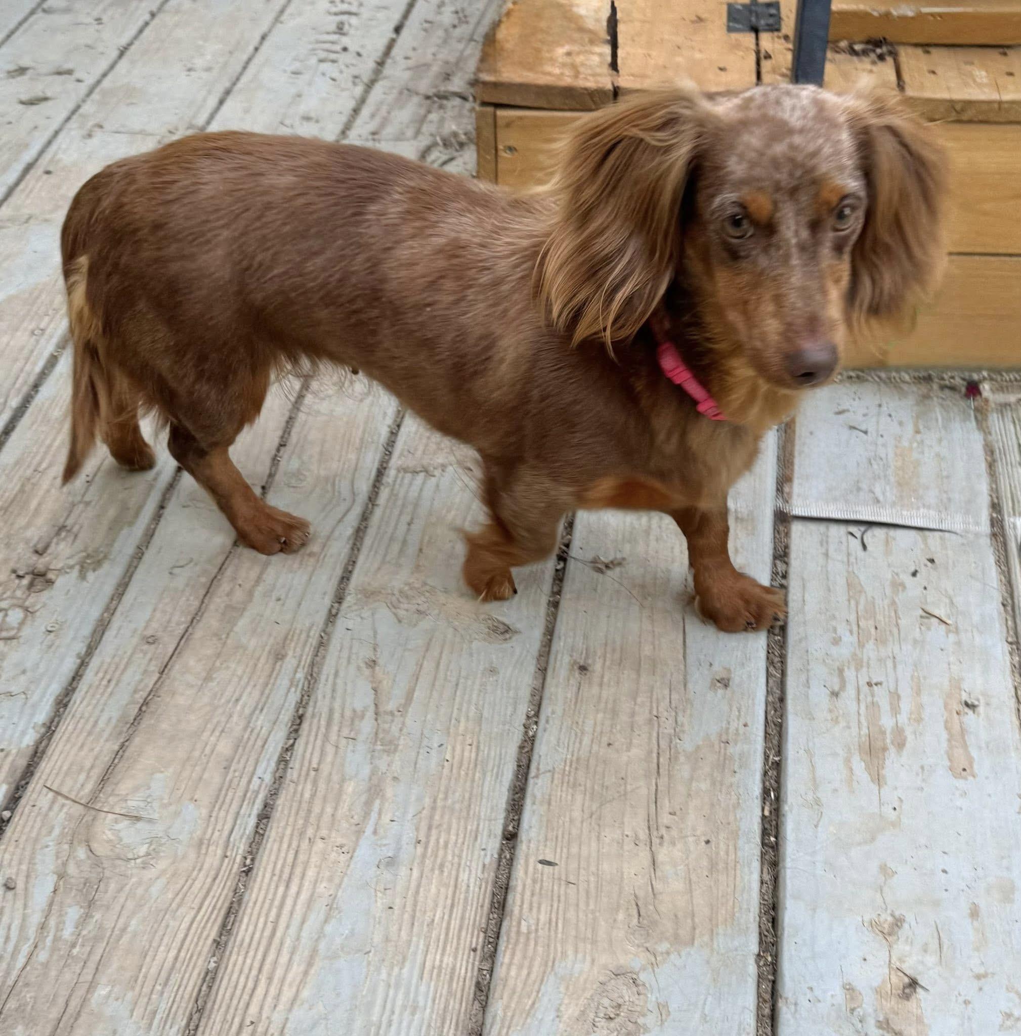 Nora, a Adoptable Dachshund in Richmond, KY image 2/6