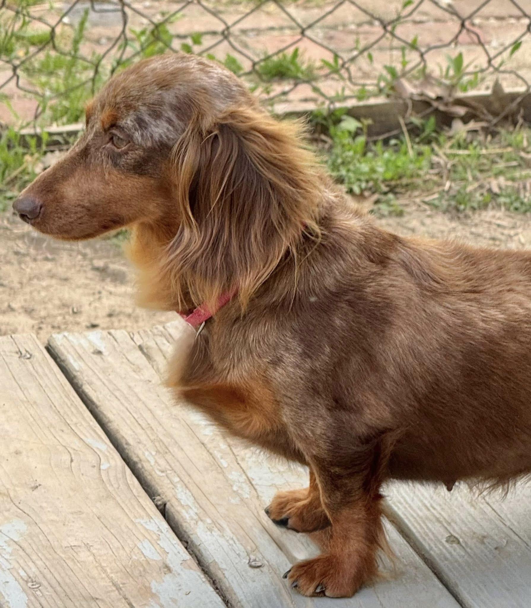 Nora, a Adoptable Dachshund in Richmond, KY image 3/6