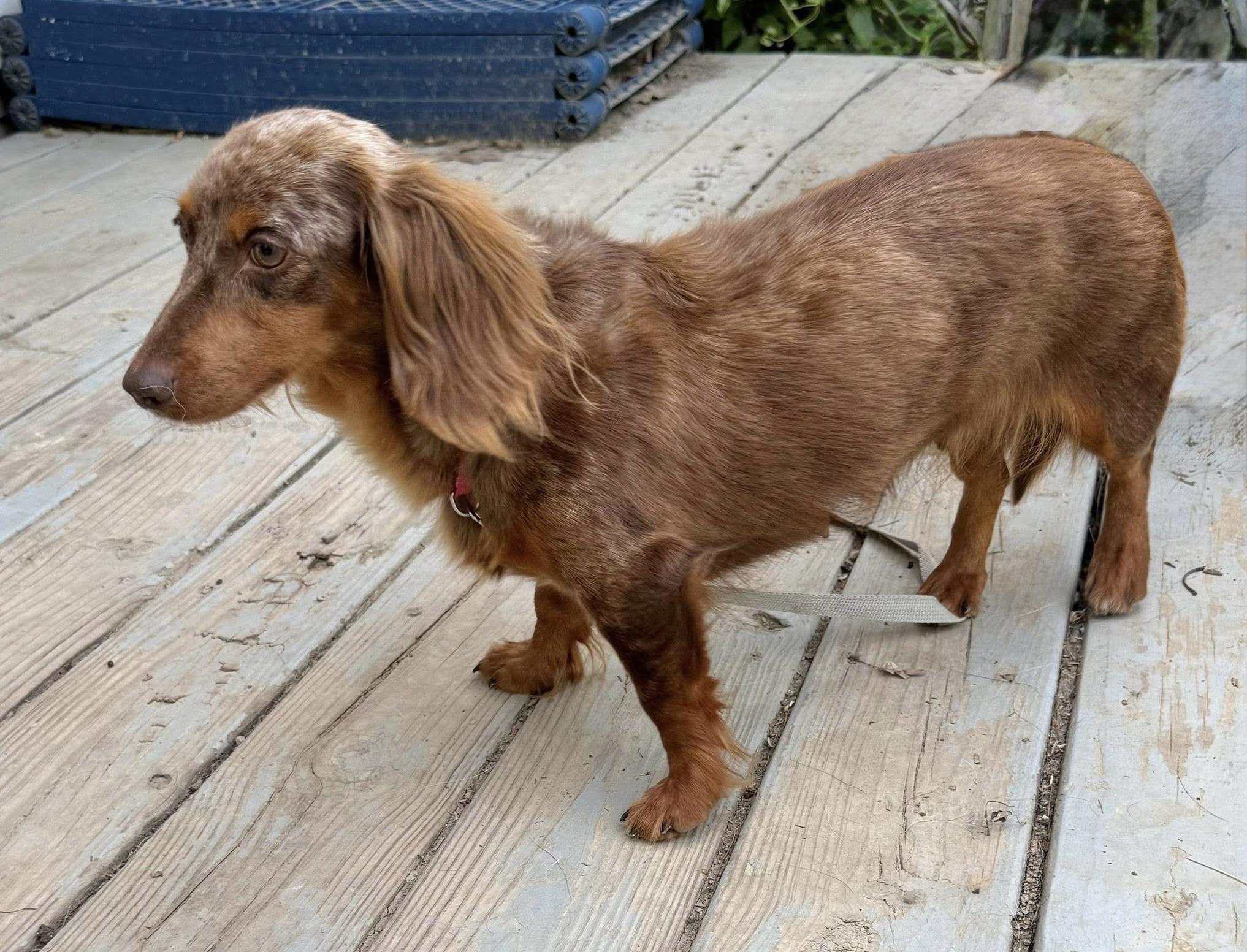 Nora, a Adoptable Dachshund in Richmond, KY image 4/6