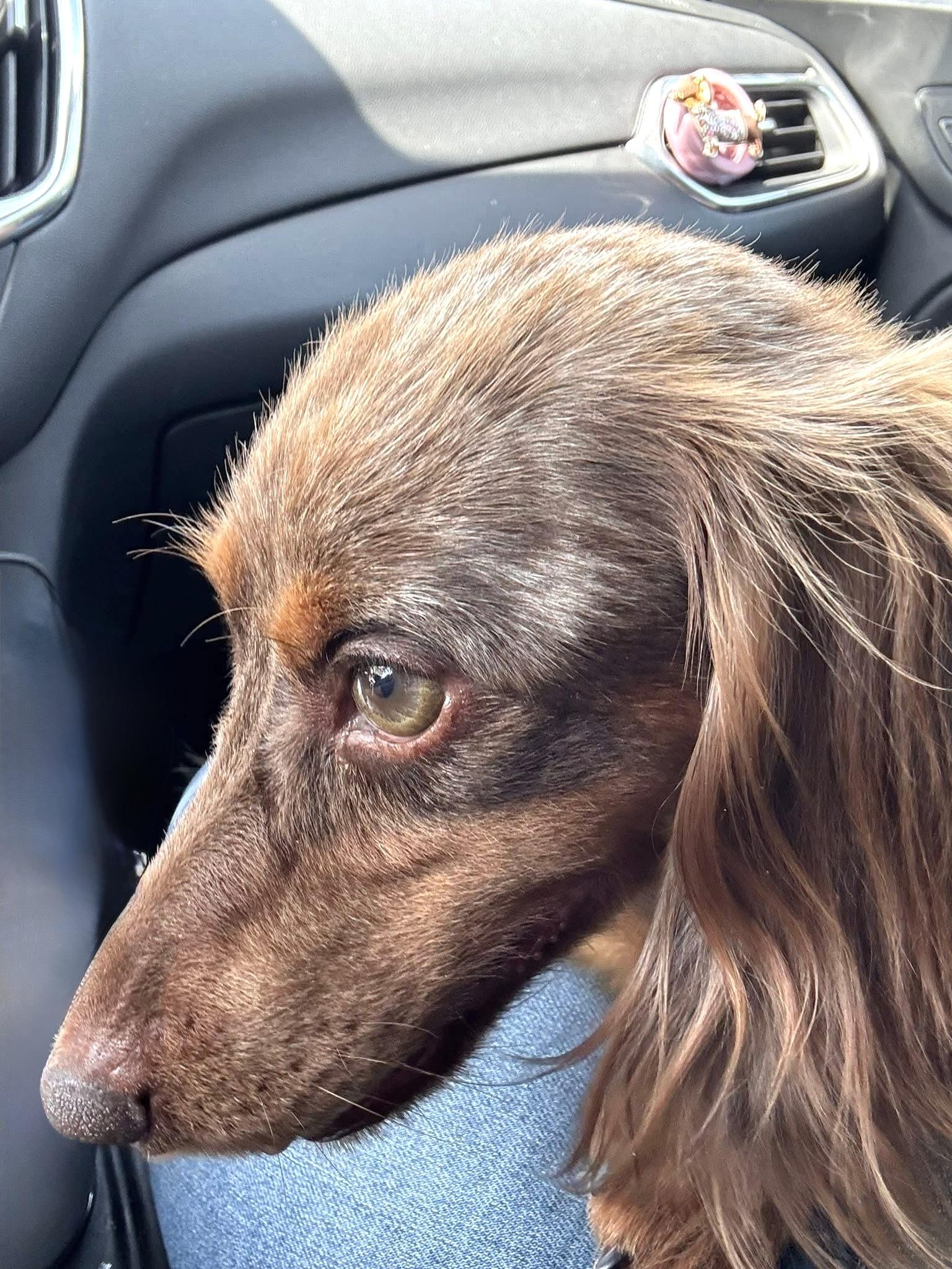 Nora, a Adoptable Dachshund in Richmond, KY image 5/6