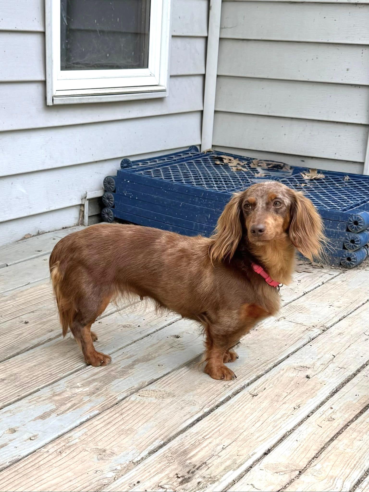 Nora, a Adoptable Dachshund in Richmond, KY image 6/6
