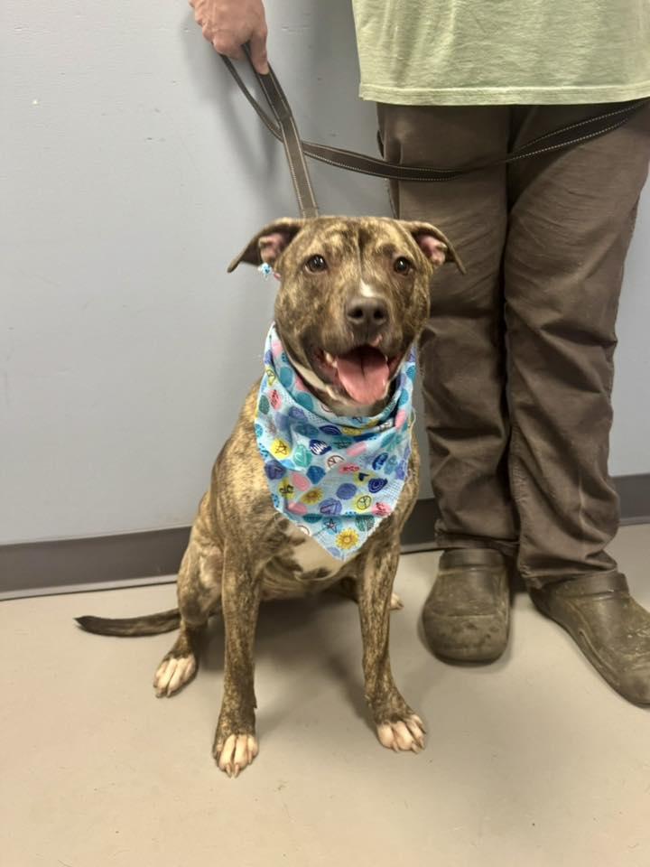 Felicity , ADOPTABLE, Young Female Terrier.