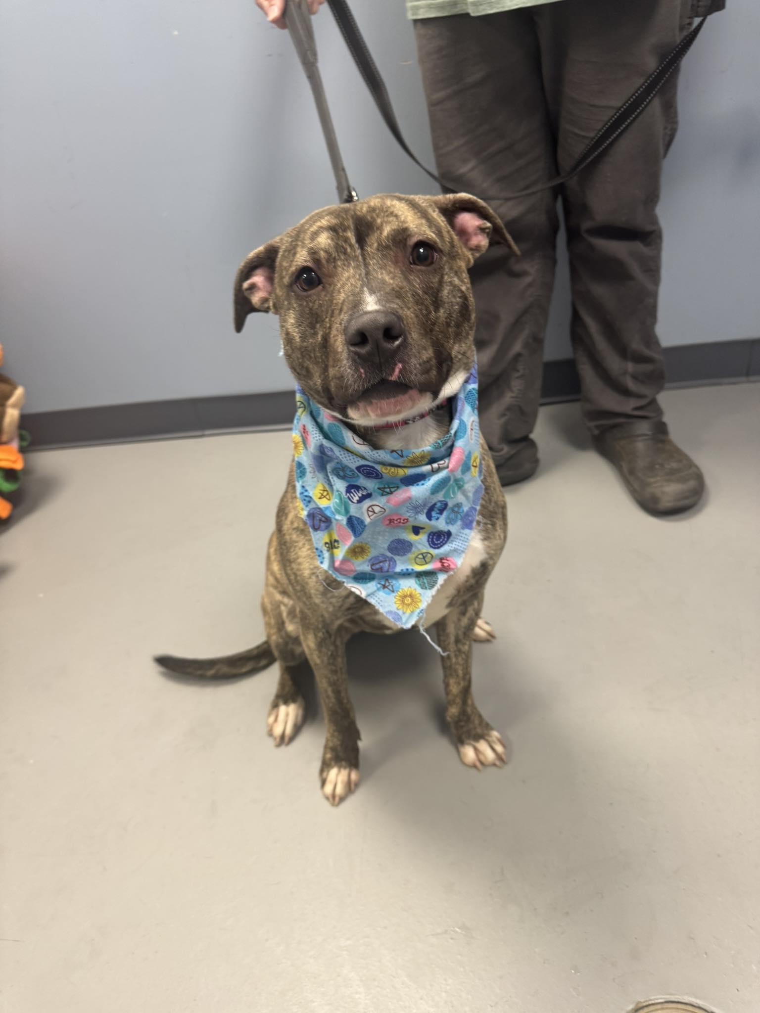 Enlarge Felicity , a ADOPTABLE mixed breed in Zanesville, OH image 2/2