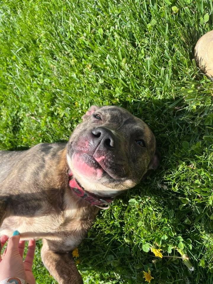 Enlarge Felicity , a ADOPTABLE mixed breed in Zanesville, OH image 3/5