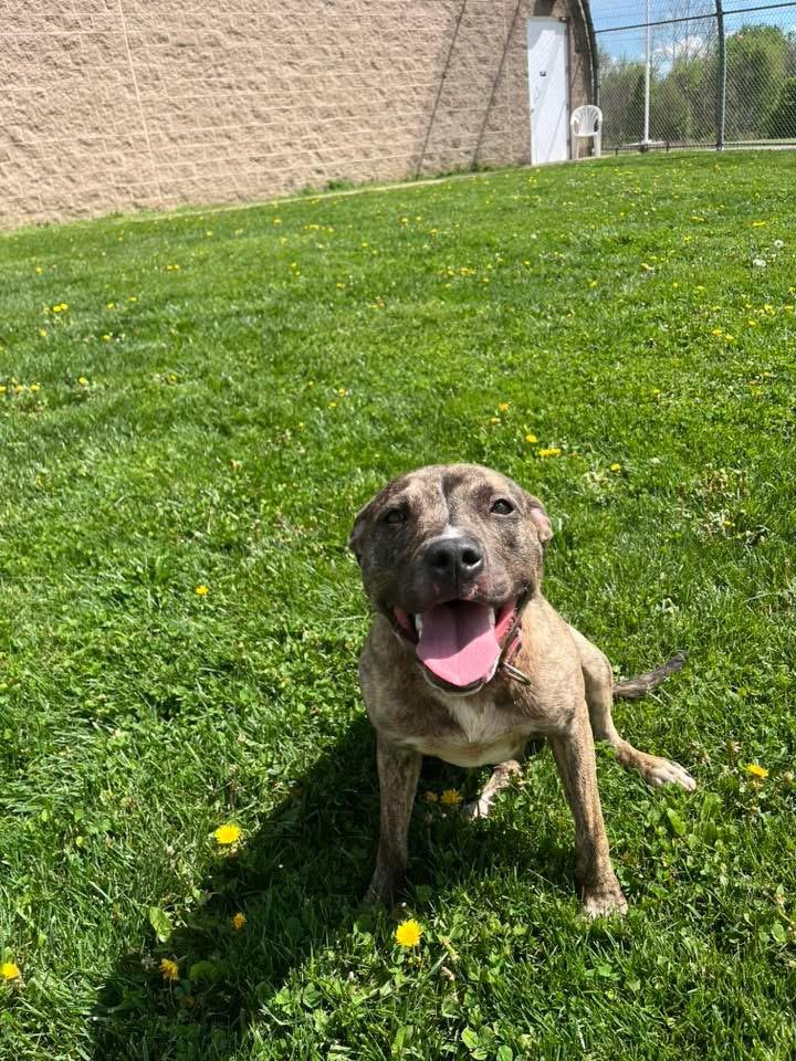 Enlarge Felicity , a ADOPTABLE mixed breed in Zanesville, OH image 5/5