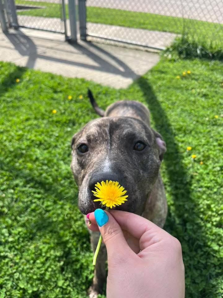 Enlarge Felicity , a ADOPTABLE mixed breed in Zanesville, OH image 4/5