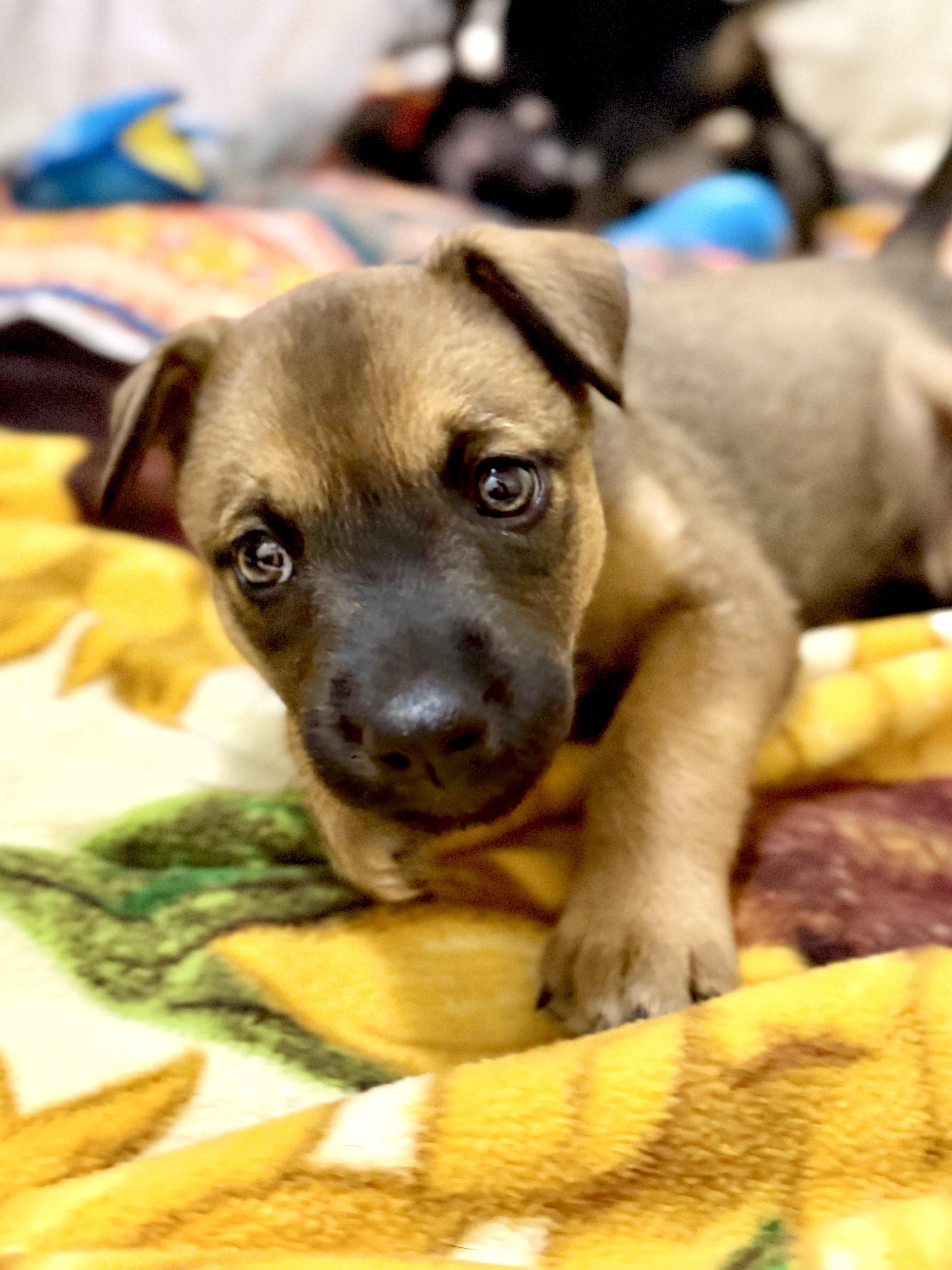 Vito, an adopted Mixed Breed in Kalamazoo , MI image 4/6