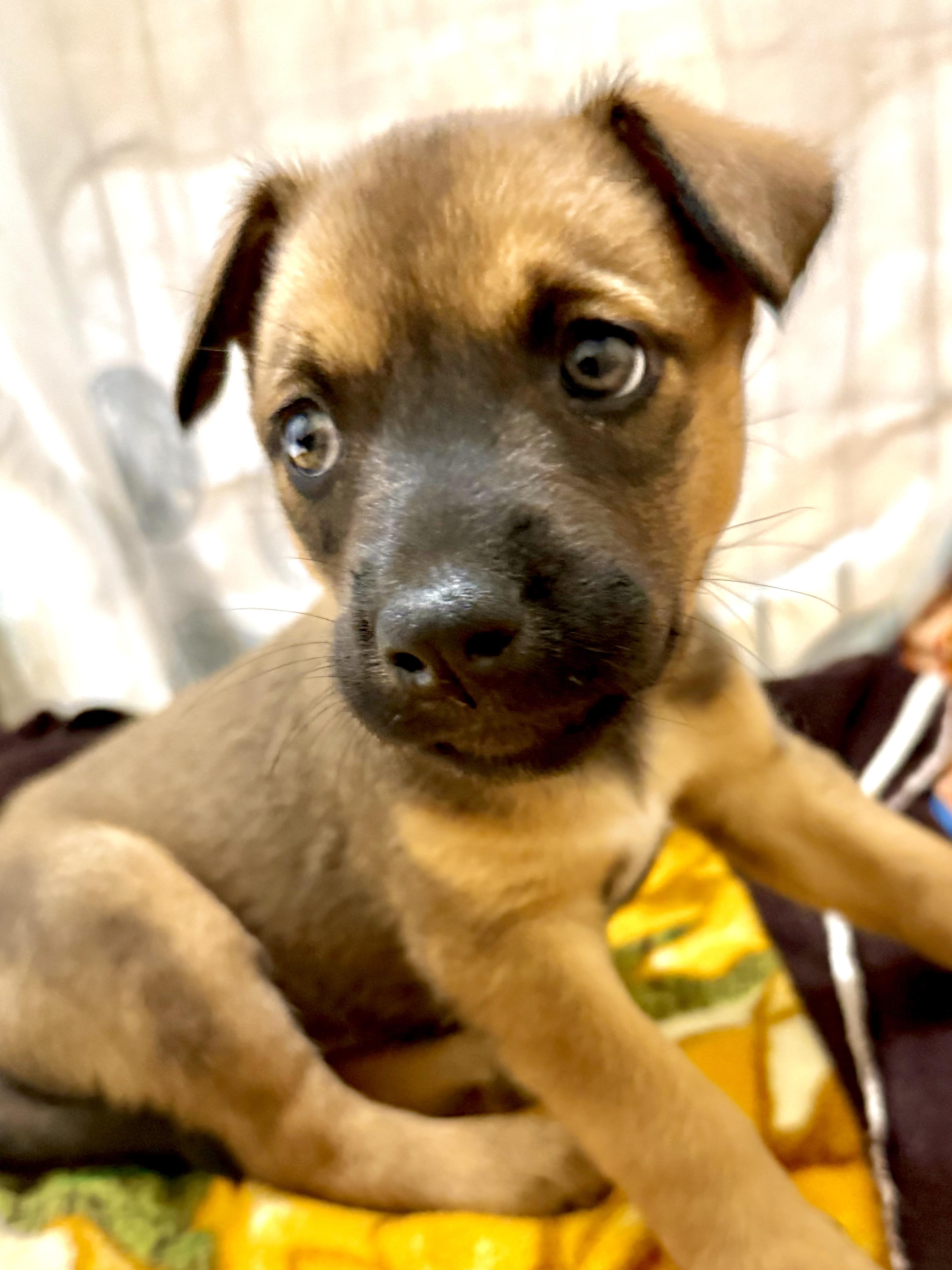 Vito, an adopted Mixed Breed in Kalamazoo , MI image 5/6