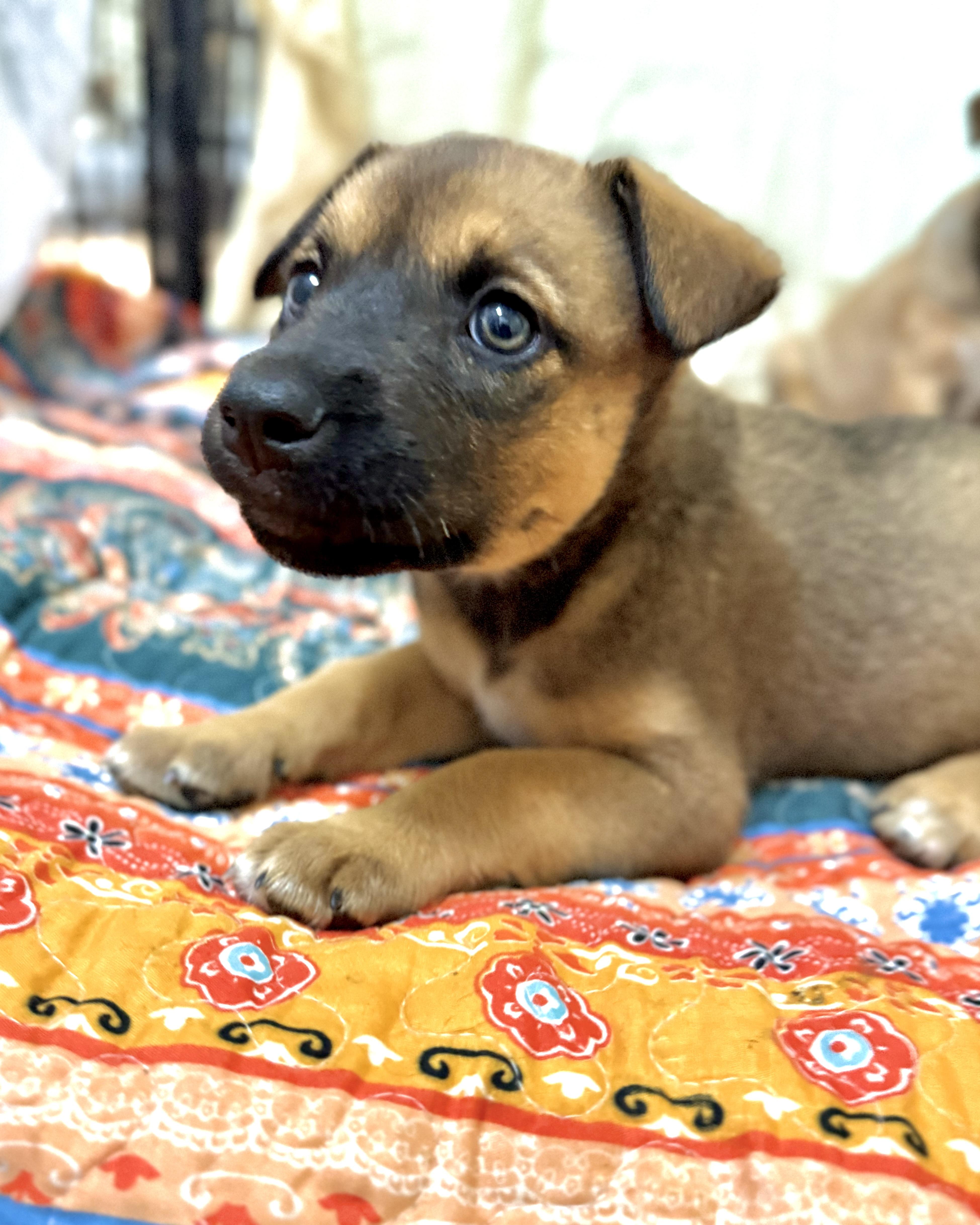 Vito, an adopted Mixed Breed in Kalamazoo , MI image 1/6