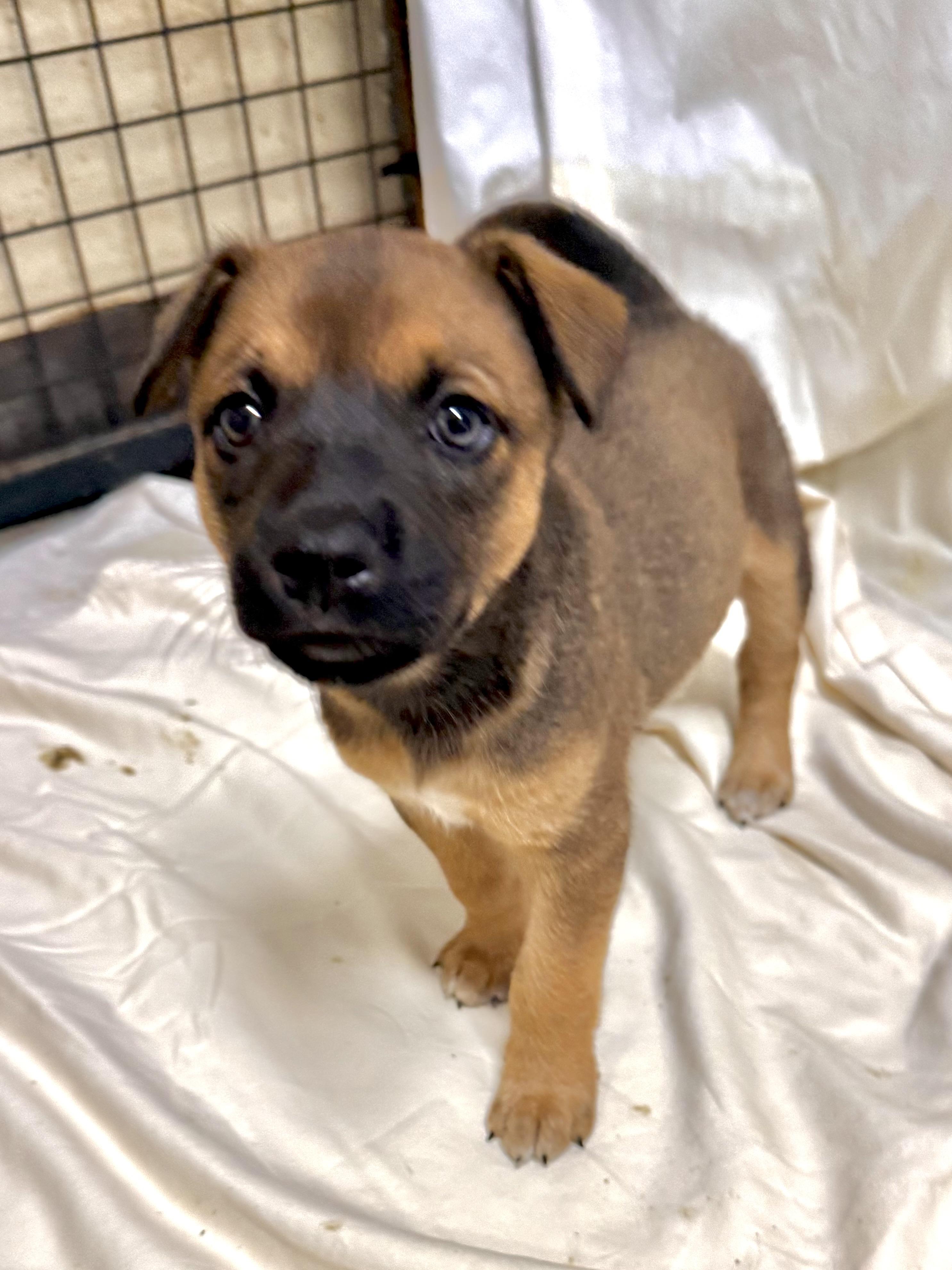 Vito, an adopted Mixed Breed in Kalamazoo , MI image 6/6