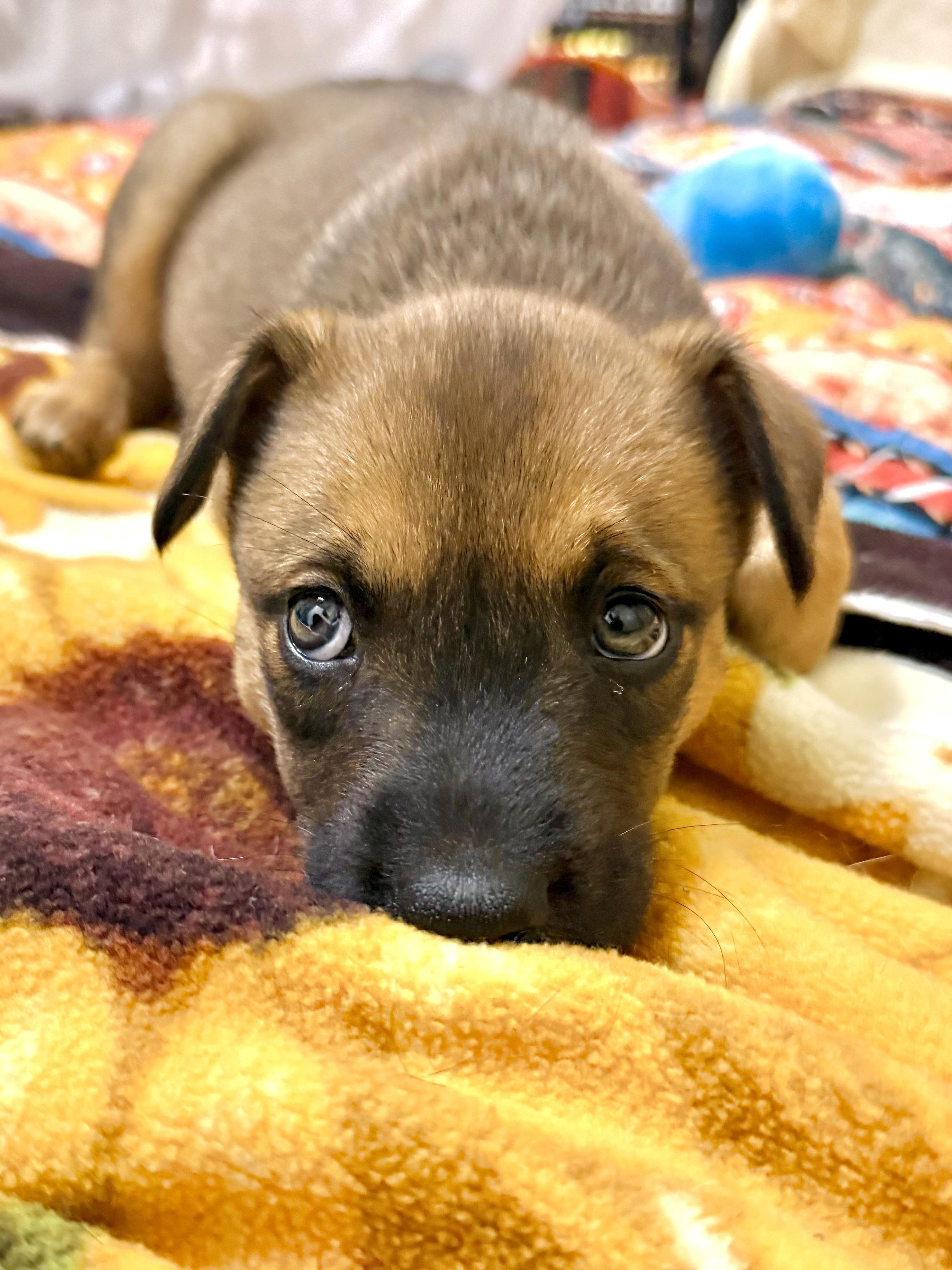 Vito, an adopted Mixed Breed in Kalamazoo , MI image 2/6