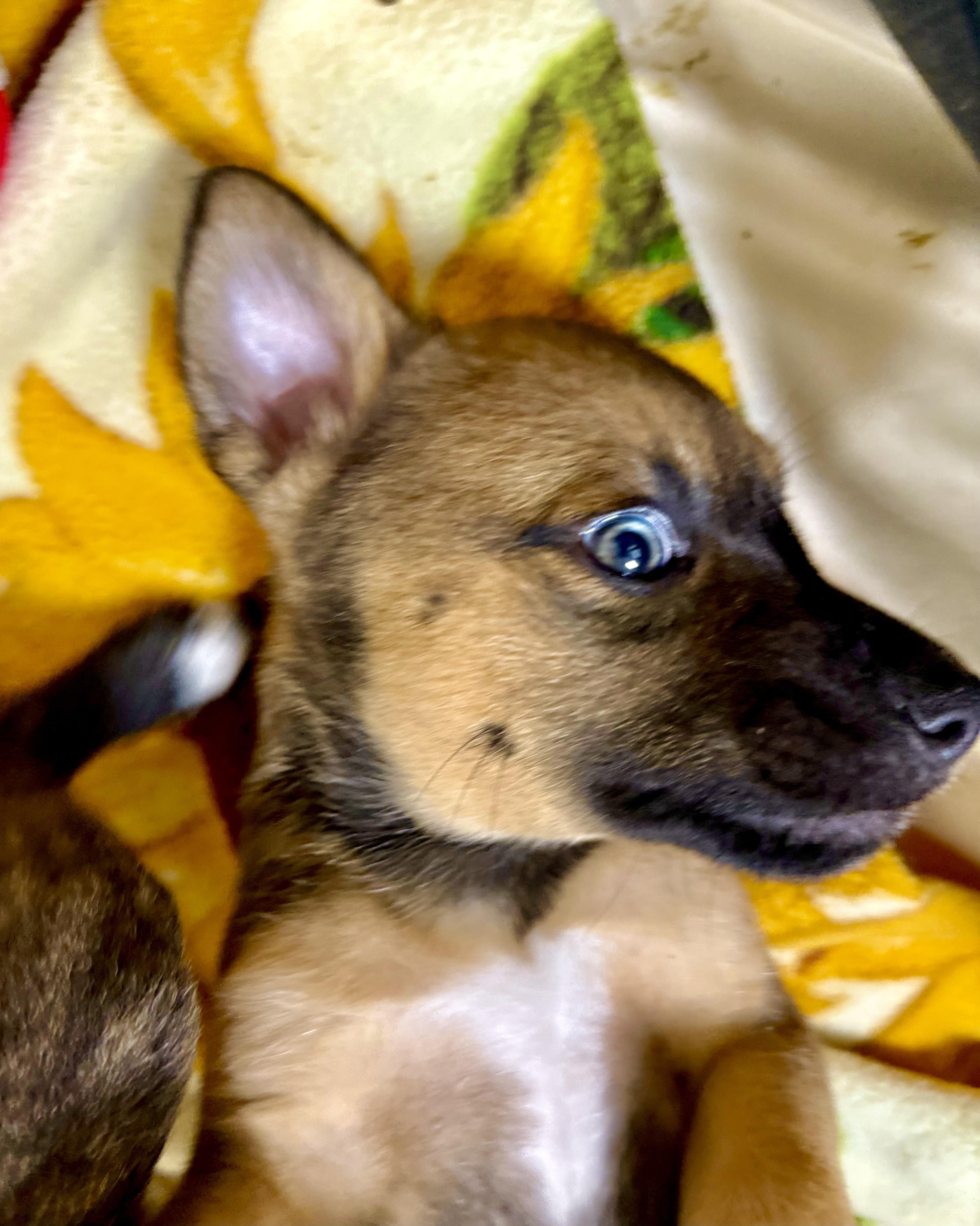 Vito, an adopted Mixed Breed in Kalamazoo , MI image 3/6