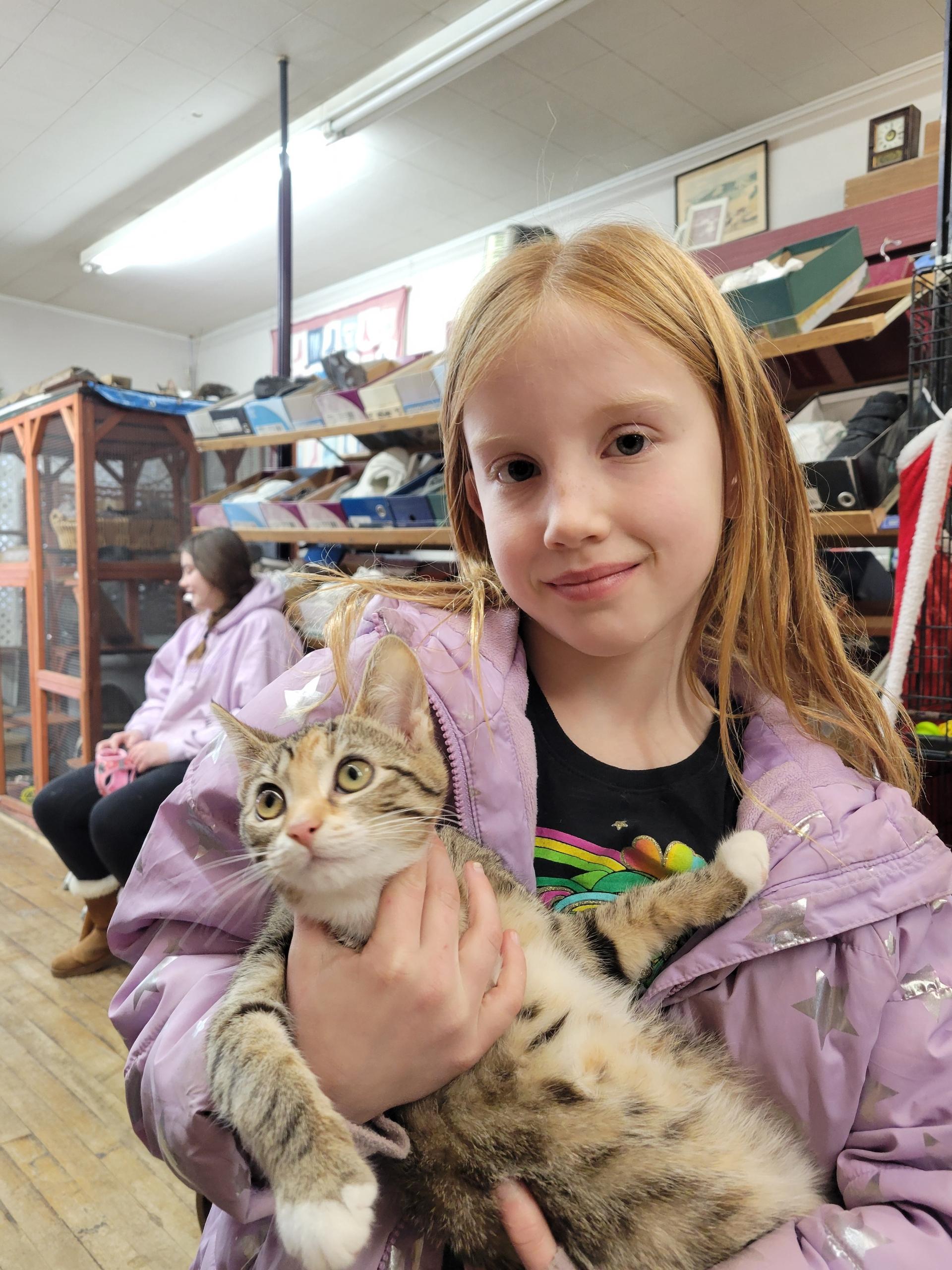 Lucy, ADOPTABLE, Kitten Female Domestic Short Hair.