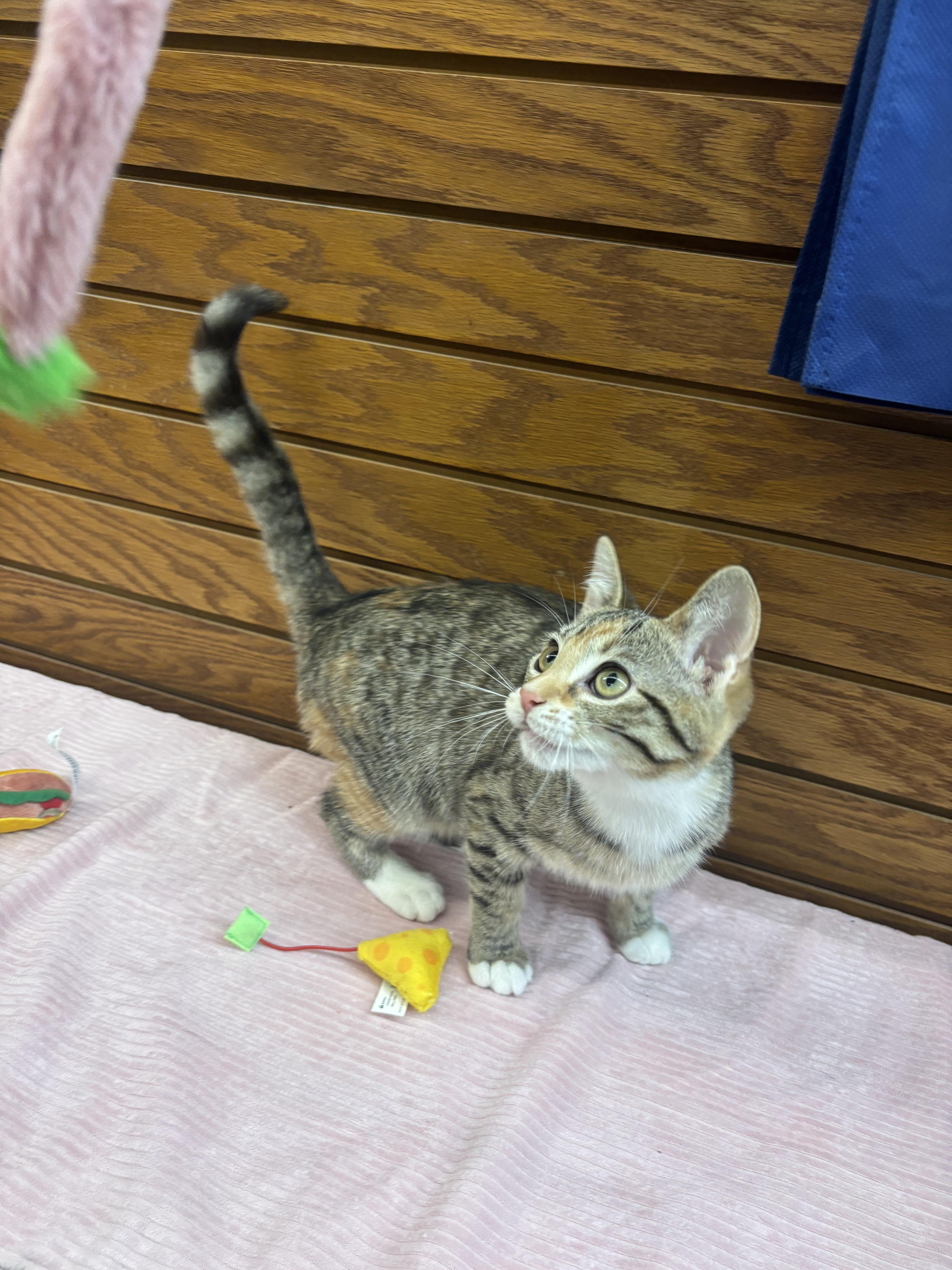 Lucy, ADOPTABLE, Young Female Domestic Short Hair.