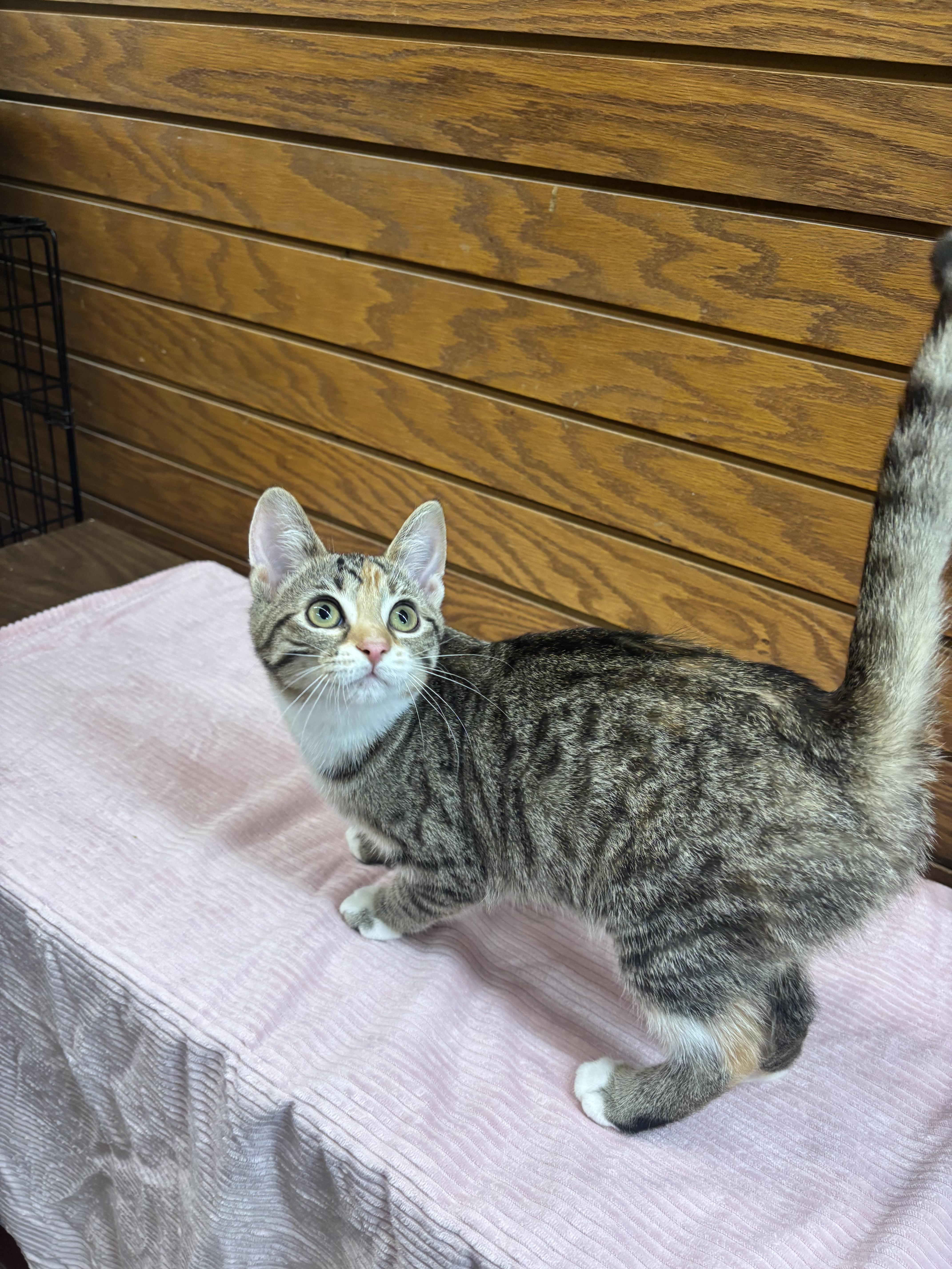 Enlarge Lucy, a ADOPTABLE mixed breed in Coldwater, MI image 2/4