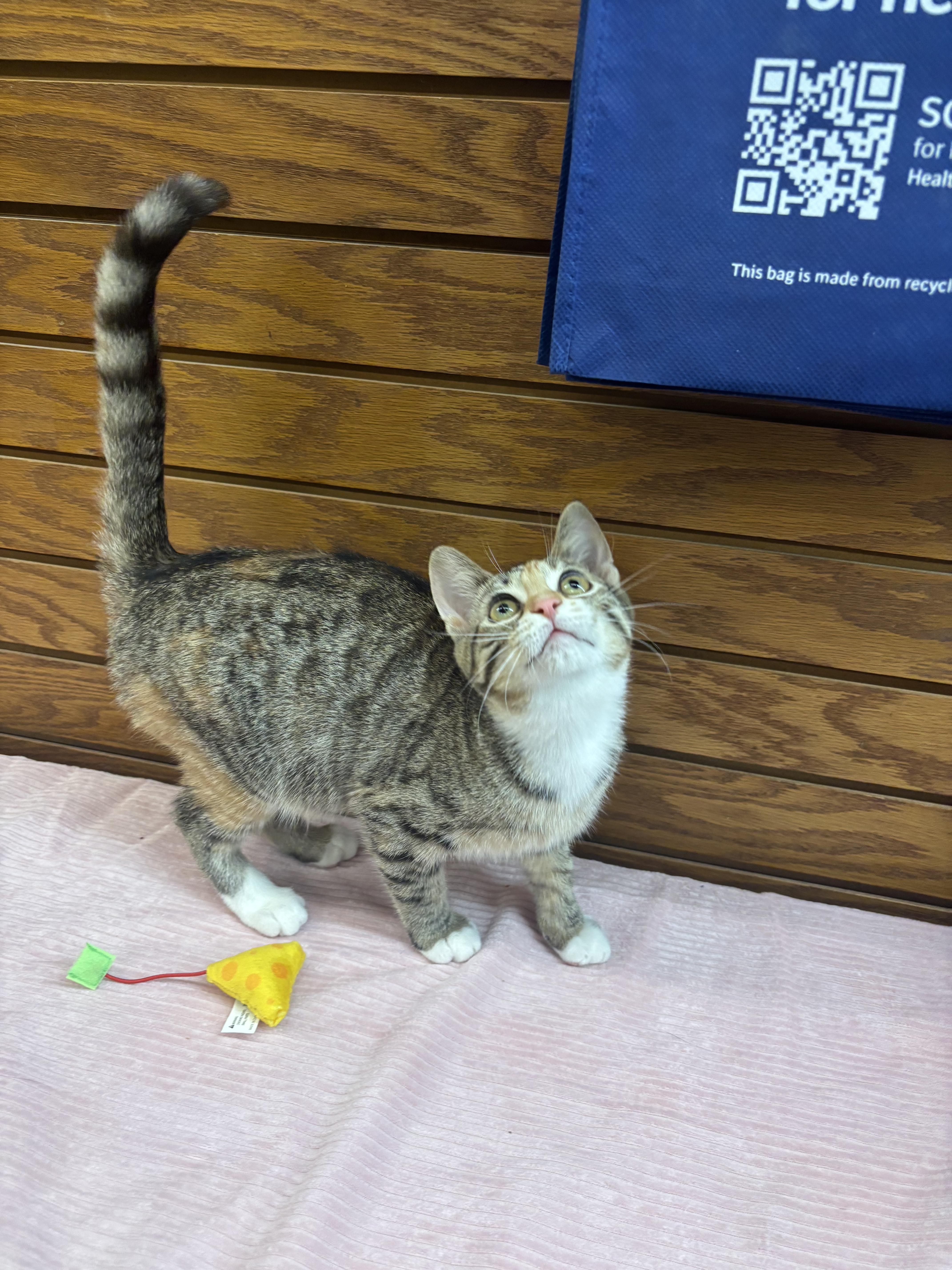 Enlarge Lucy, a ADOPTABLE mixed breed in Coldwater, MI image 4/4