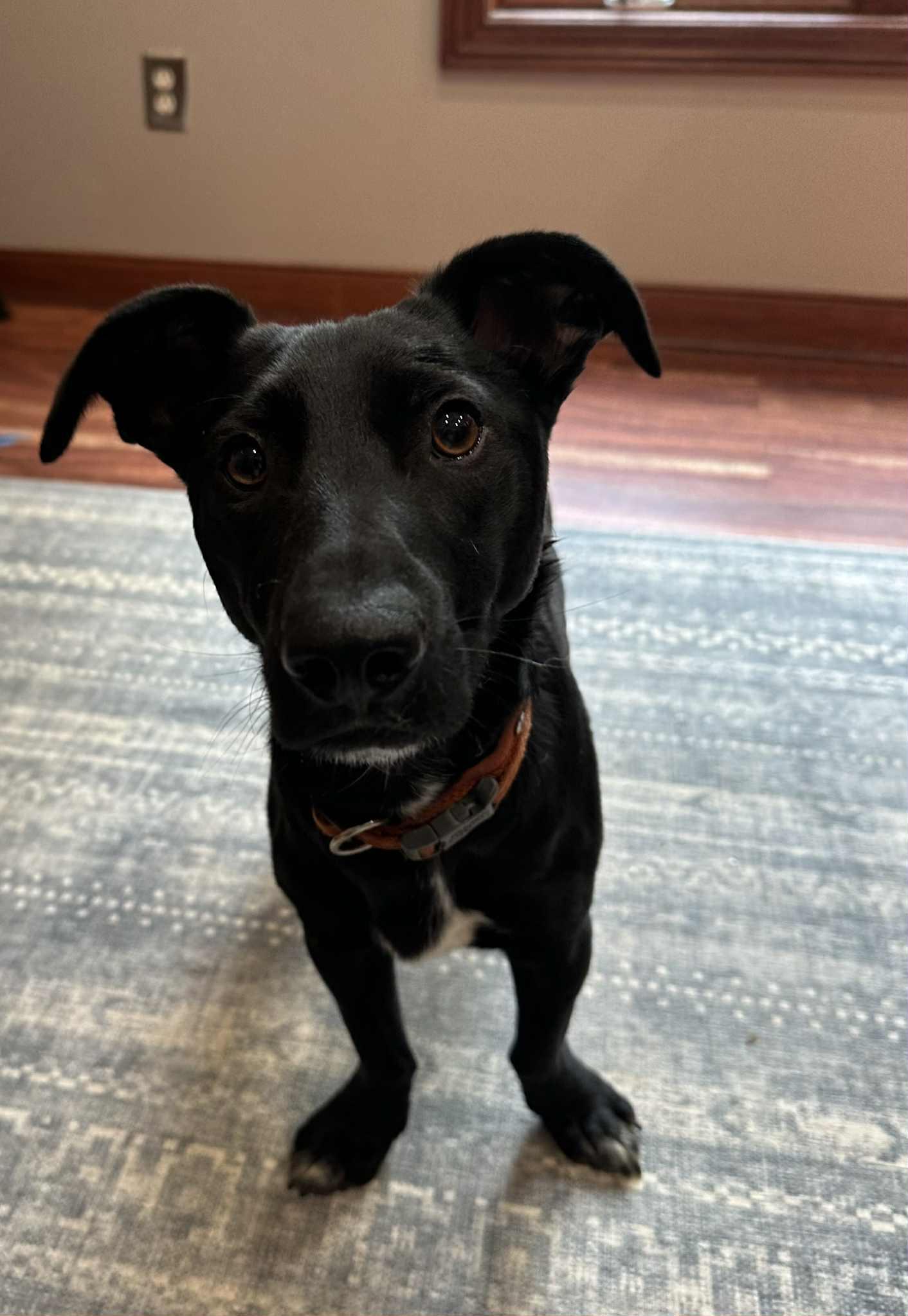 Monroe, a Adoptable mixed breed in Pittsburgh, PA image 3/6