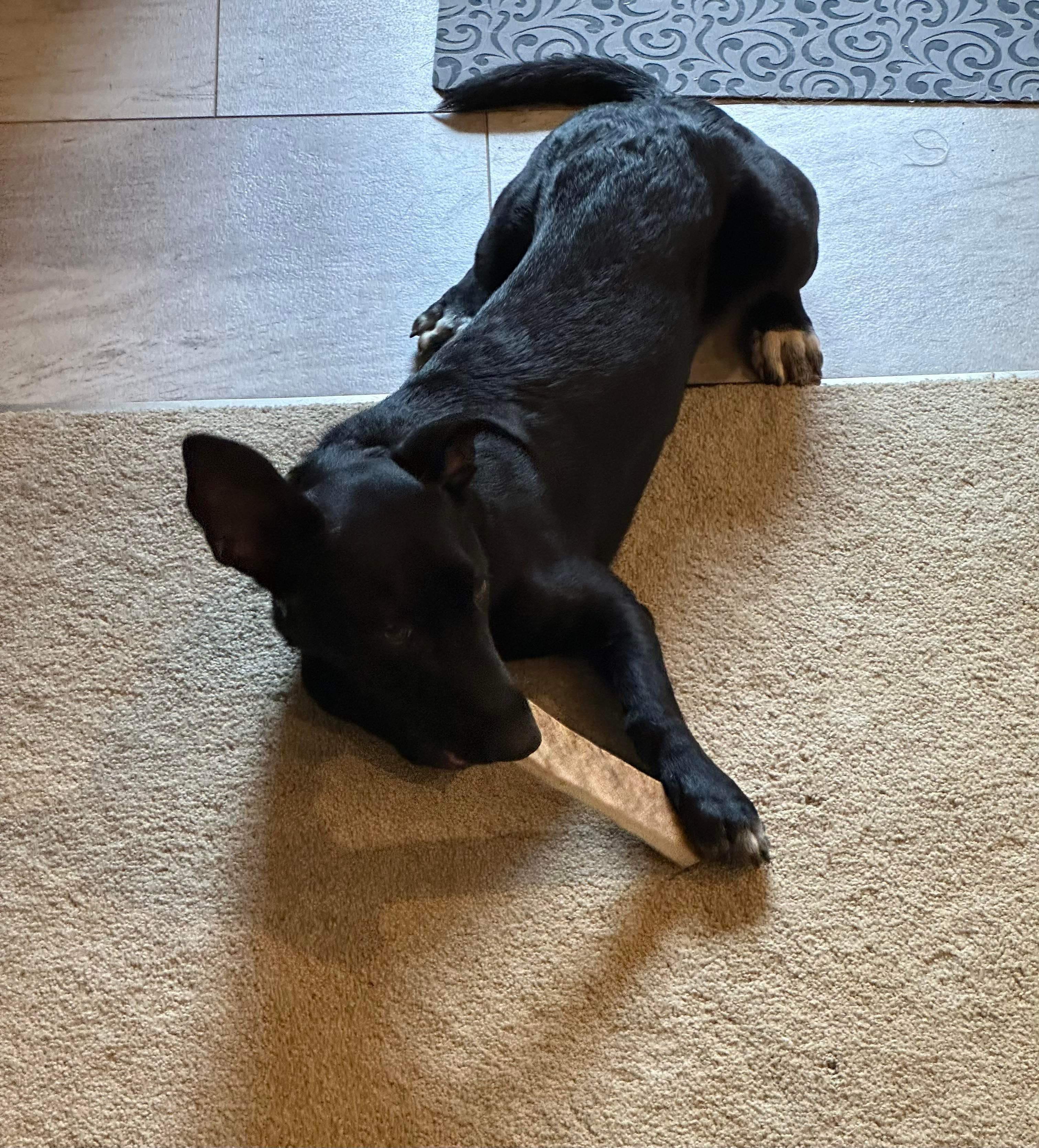 Monroe, a Adoptable mixed breed in Pittsburgh, PA image 4/6