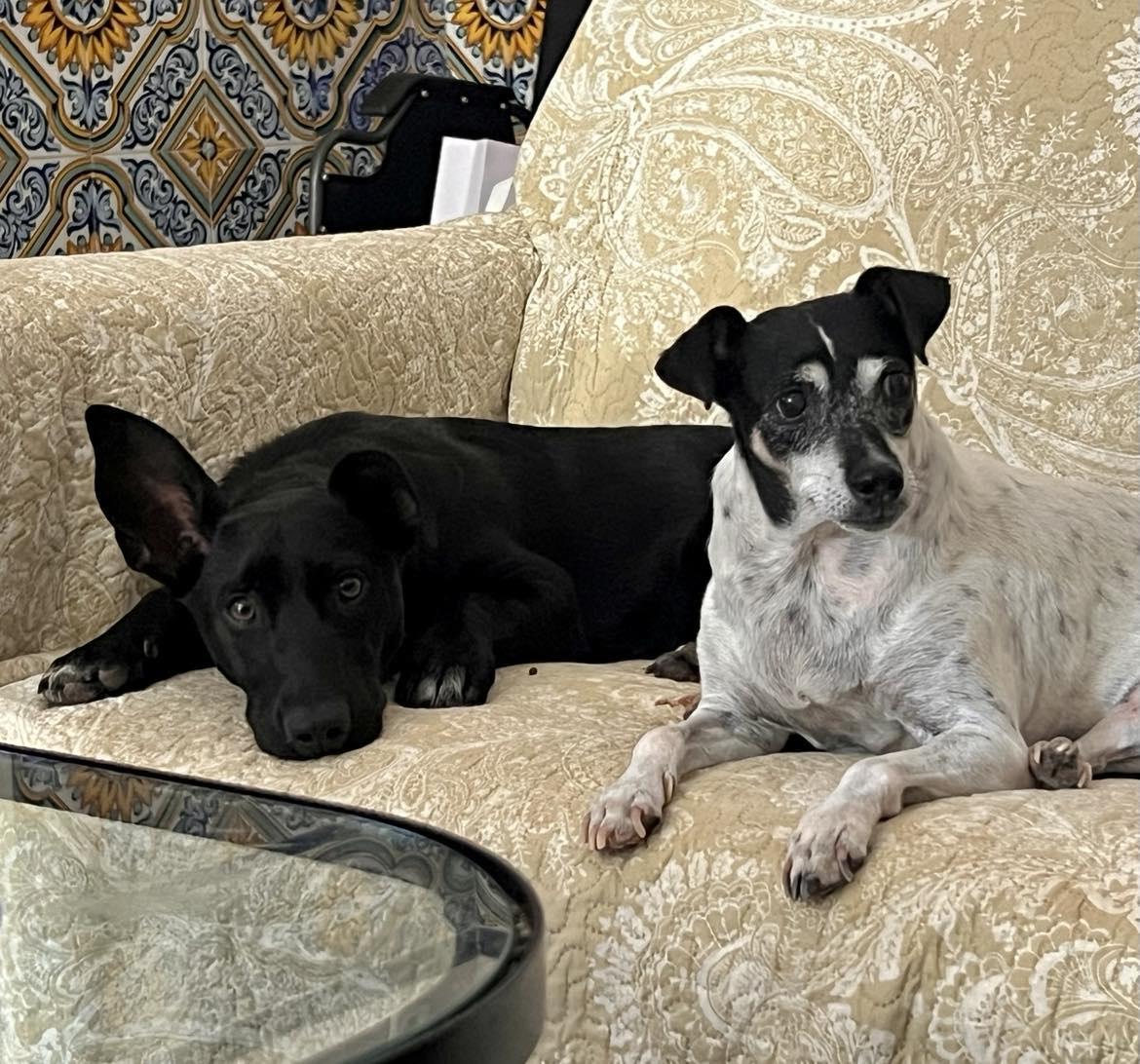 Monroe, a Adoptable mixed breed in Pittsburgh, PA image 2/6