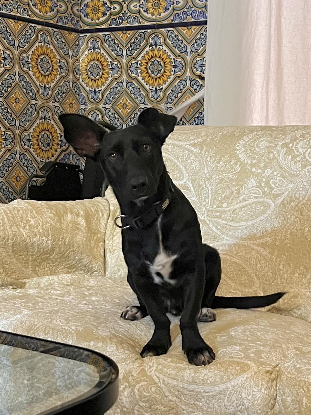 Monroe, a Adoptable mixed breed in Pittsburgh, PA image 1/6