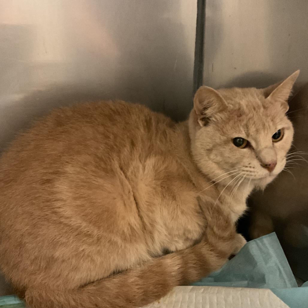 Viper, a Adoptable Domestic Short Hair in Monroe, LA image 1/2