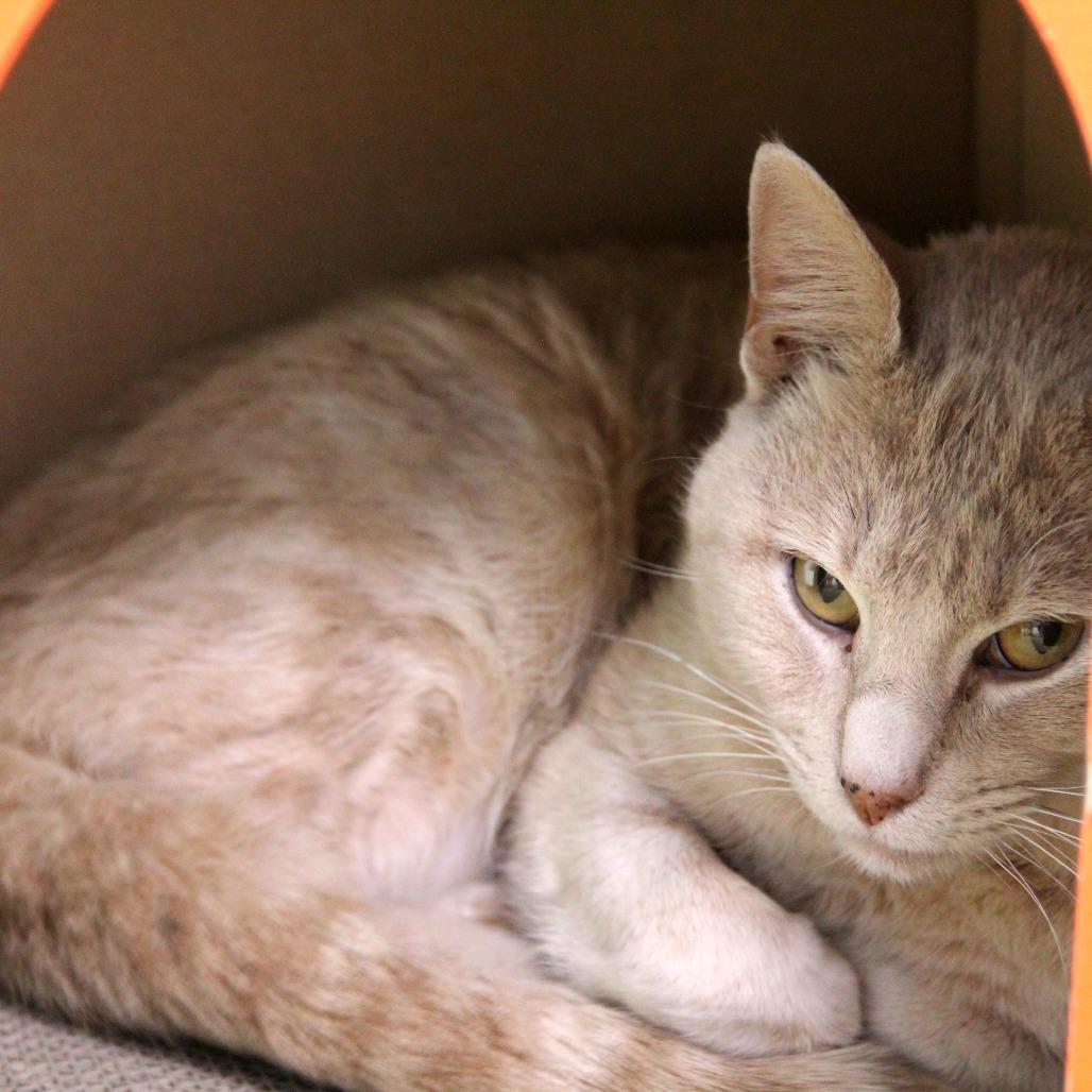 Viper, a Adoptable Domestic Short Hair in Monroe, LA image 2/2