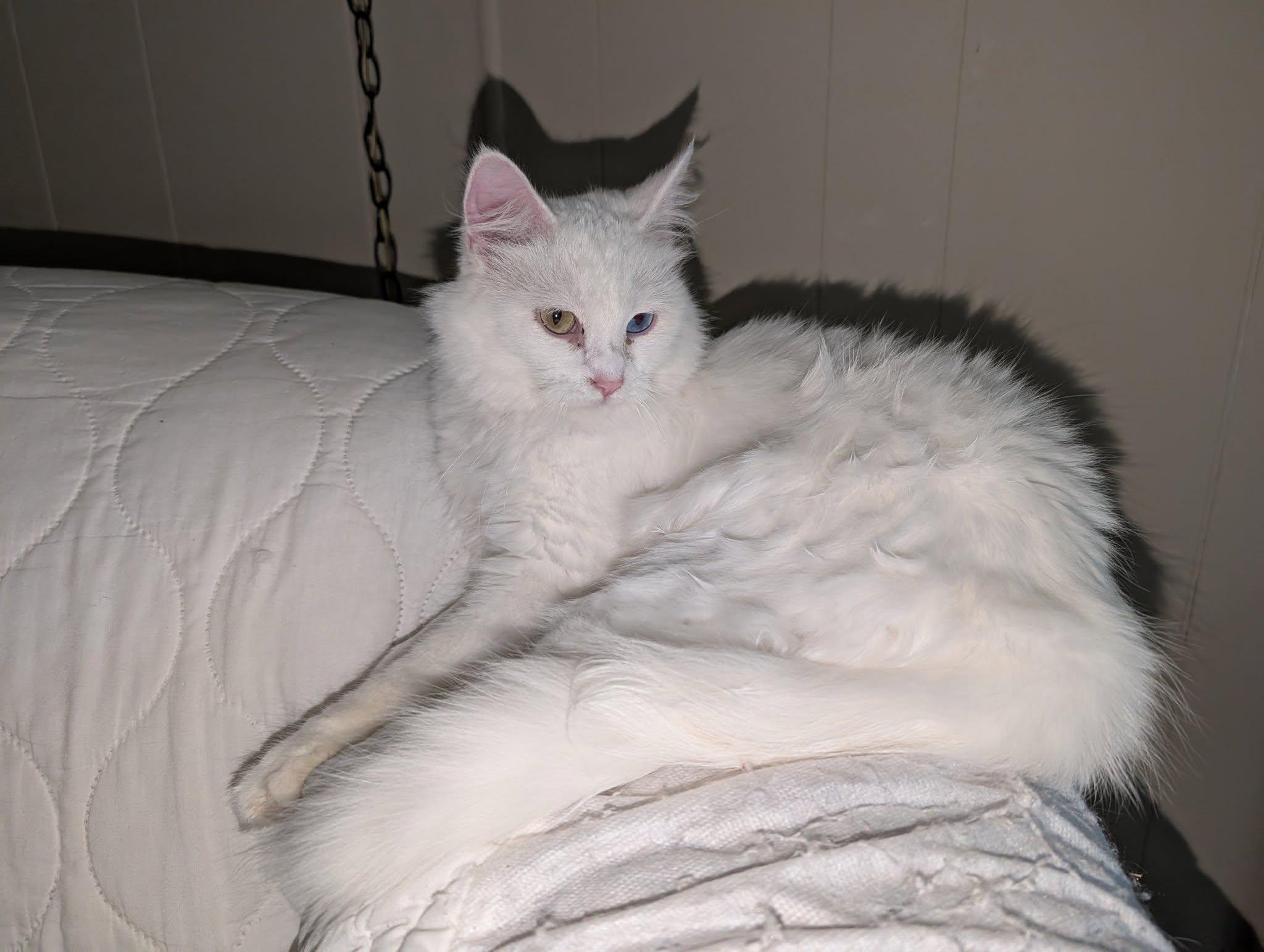 Enlarge Turkish Angora, a ADOPTABLE Turkish Angora in Libby, MT image 2/3