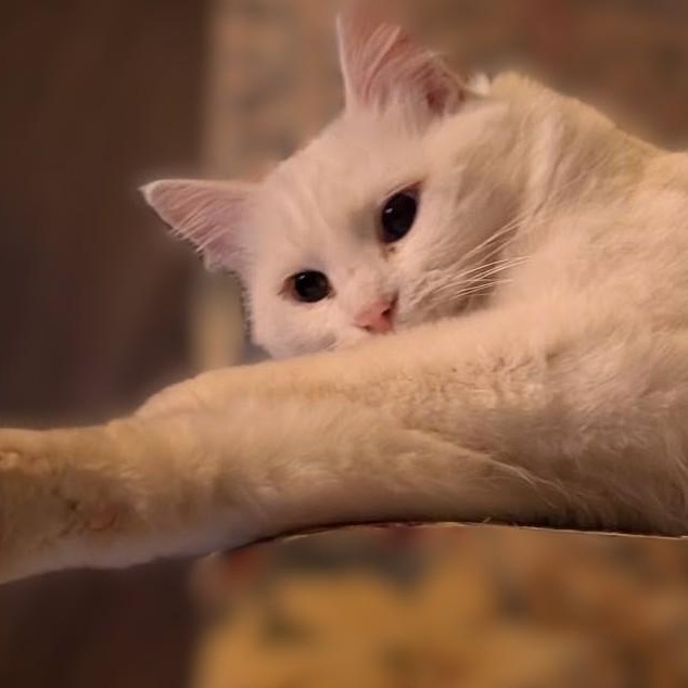 Enlarge Turkish Angora, a ADOPTABLE Turkish Angora in Libby, MT image 3/3