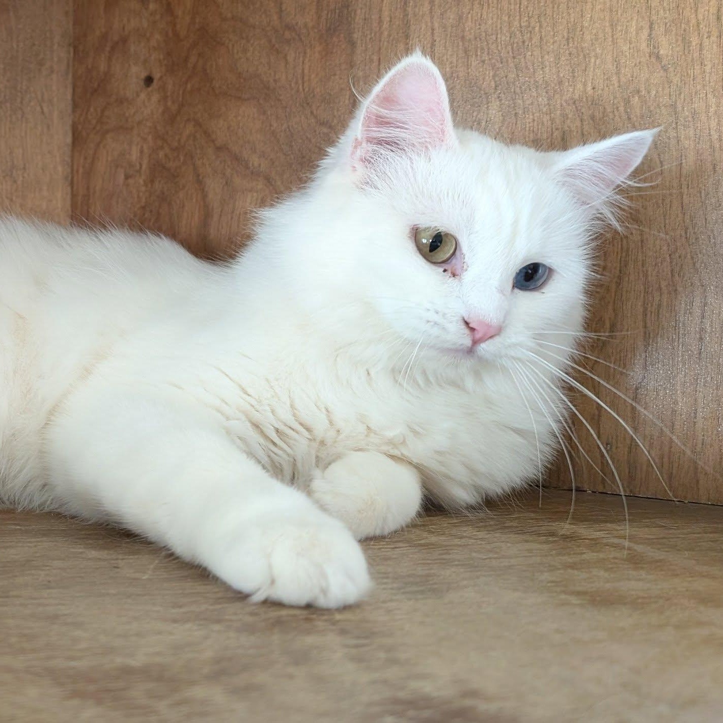 Enlarge Turkish Angora, a ADOPTABLE Turkish Angora in Libby, MT image 1/3