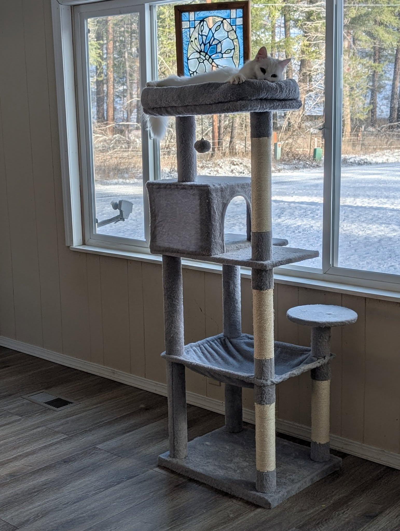 Turkish Angora, an adopted Turkish Angora in Libby, MT image 5/5