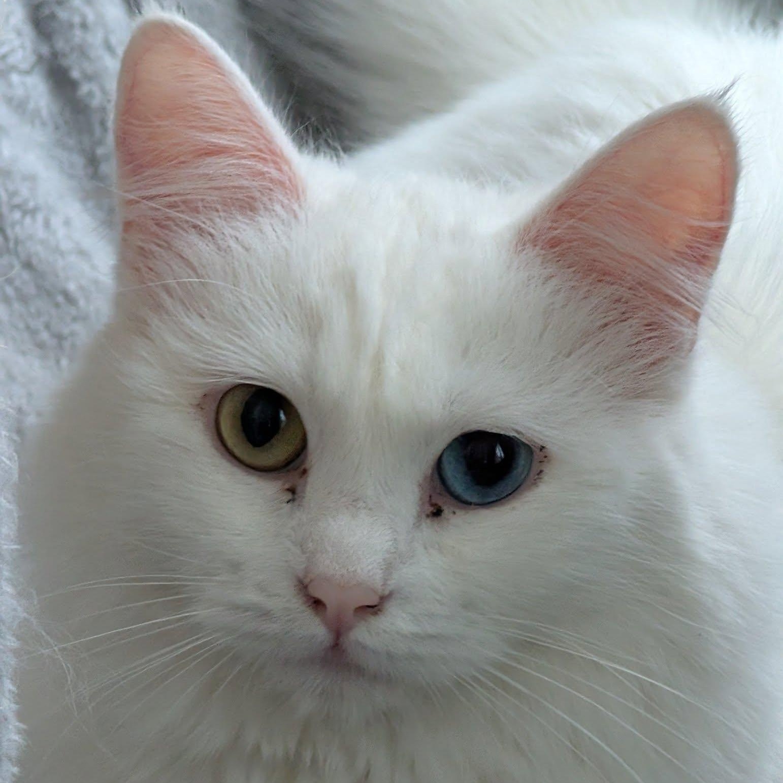 Turkish Angora, adopted, Young Female Turkish Angora.