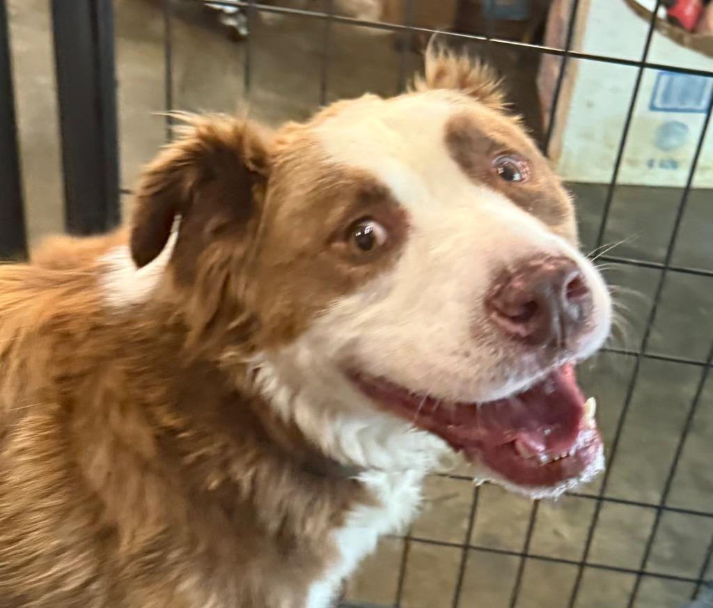 Jax, Adoptable, Adult Male Collie & Australian Shepherd.
