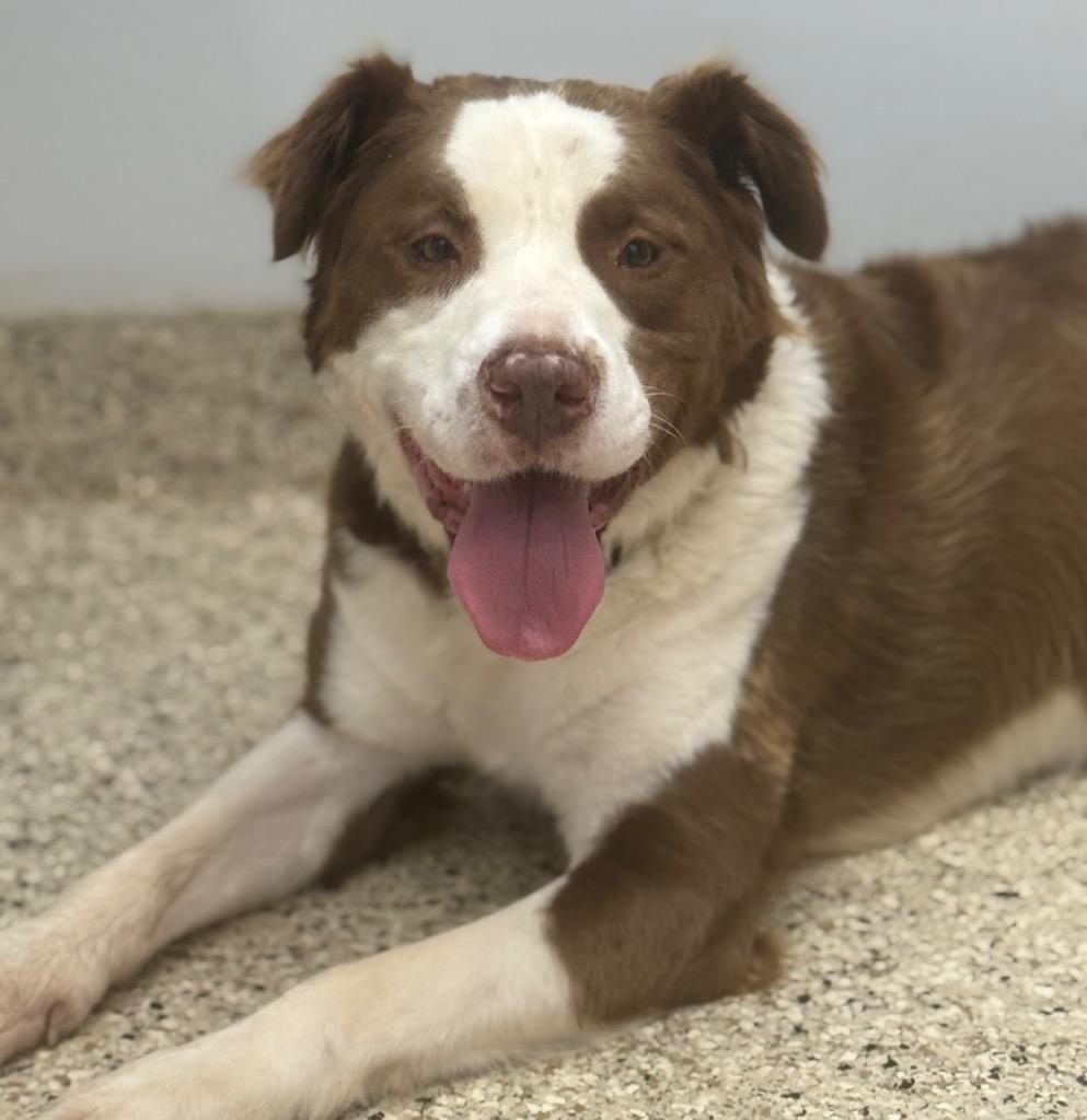 Jax, Adoptable, Adult Male Australian Shepherd & Collie.